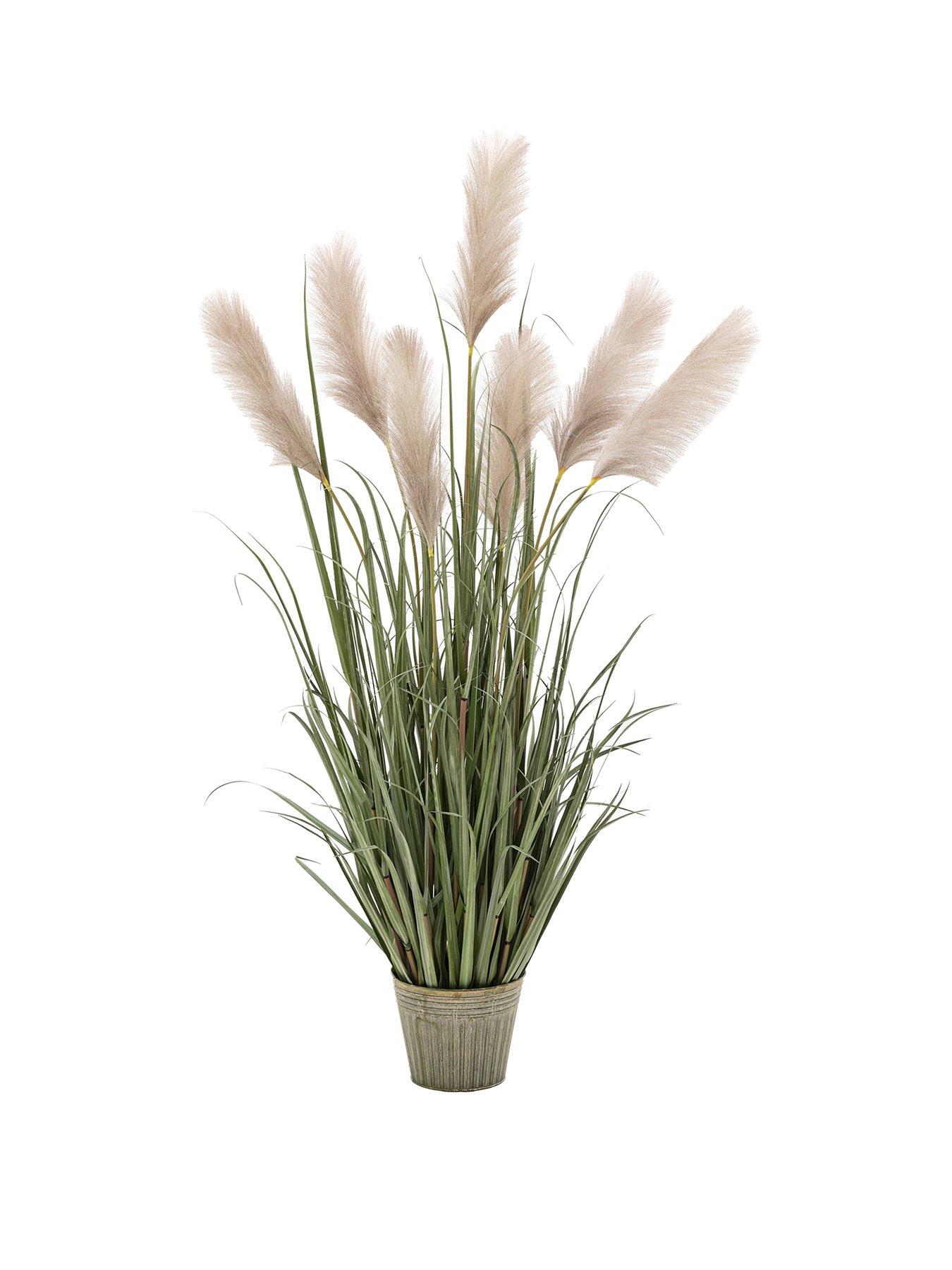 Image 2 of 6 of Gallery Direct Potted Grass With Pampas Seed Heads (5pk) 1570mm