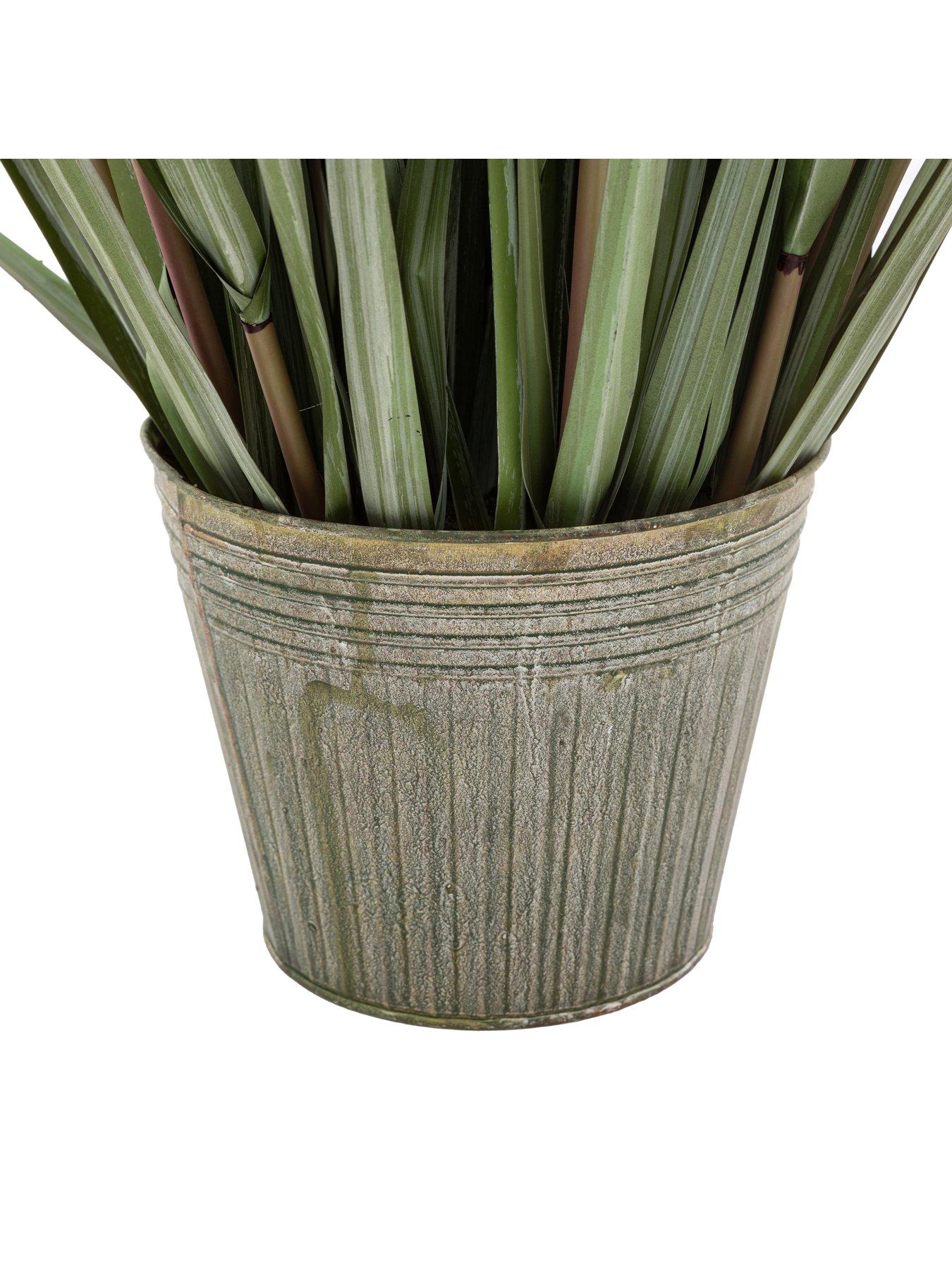 Image 5 of 6 of Gallery Direct Potted Grass With Pampas Seed Heads (5pk) 1570mm