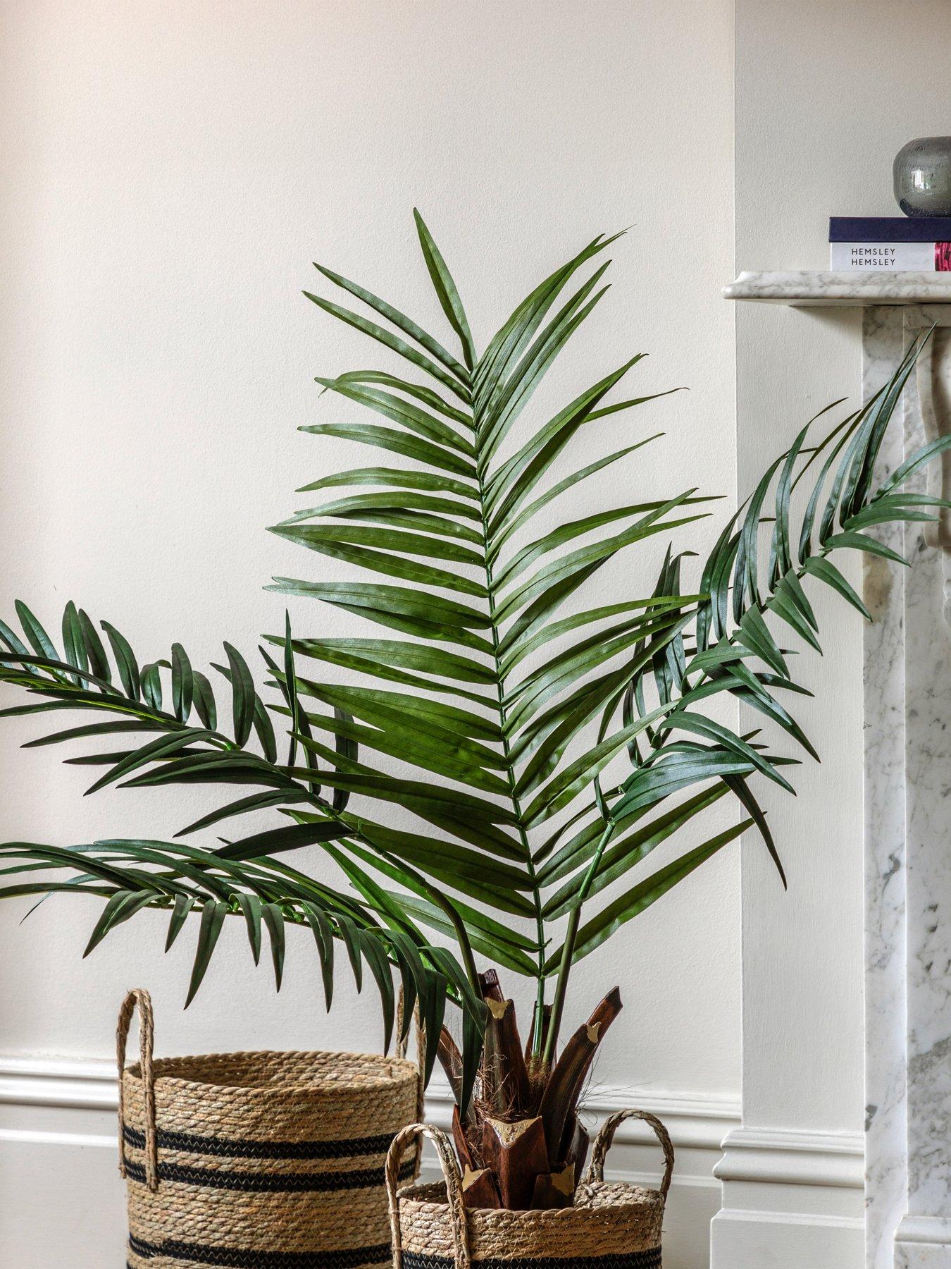 Image 1 of 6 of Gallery Direct Potted King Kentia Palm Tree 4ft