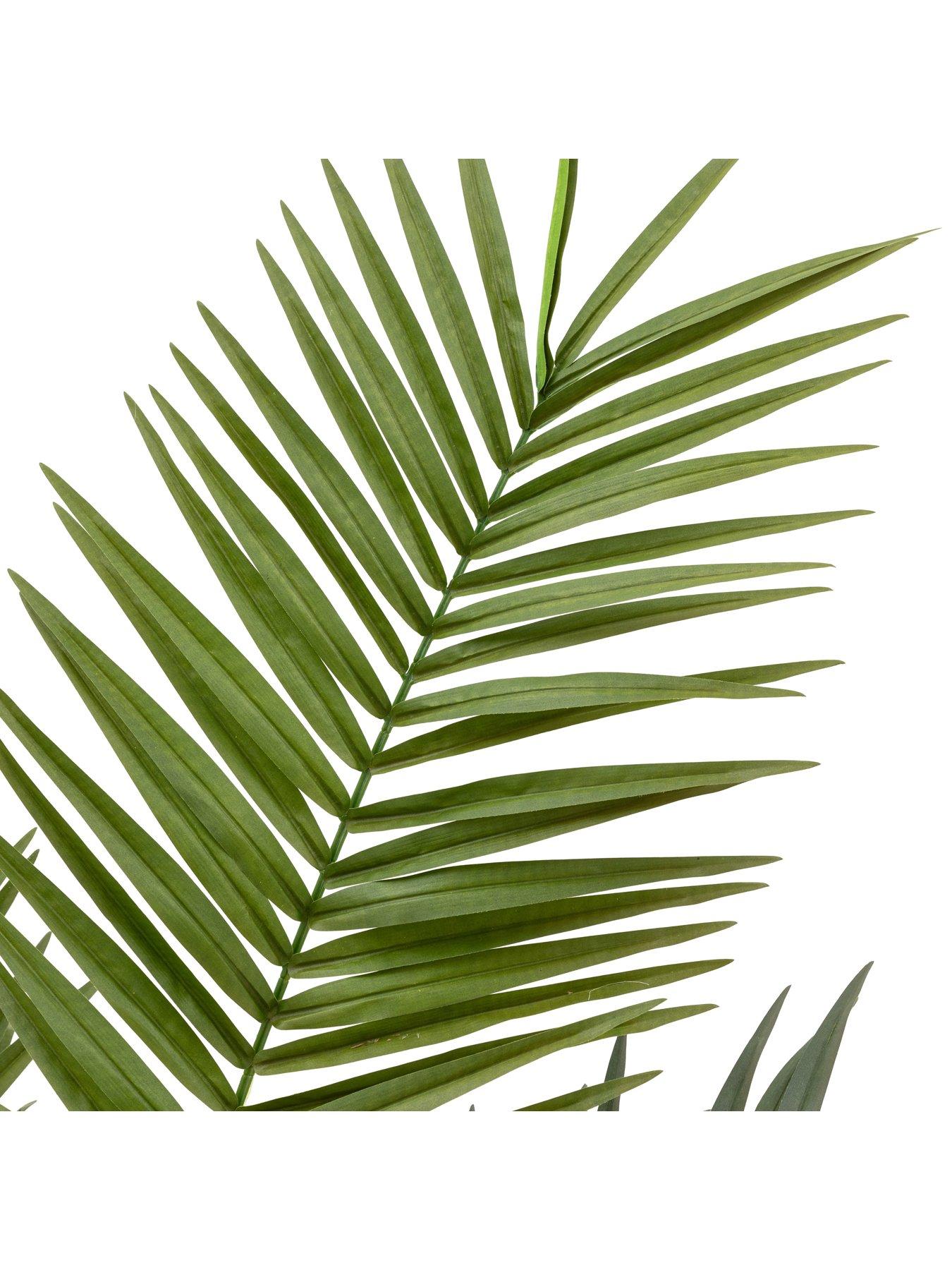 Image 5 of 6 of Gallery Direct Potted King Kentia Palm Tree 4ft