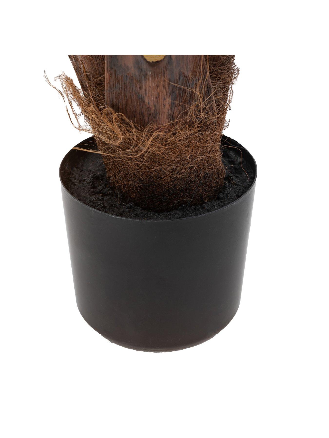 Image 6 of 6 of Gallery Direct Potted King Kentia Palm Tree 4ft
