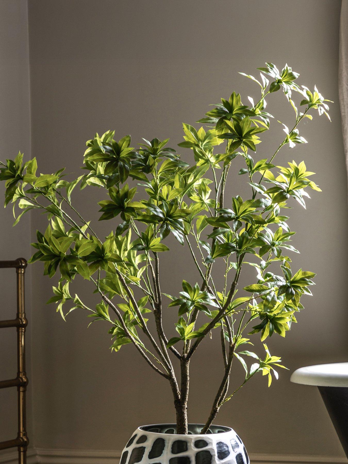 undefined Potted Pieris Japonica 5ft Tree