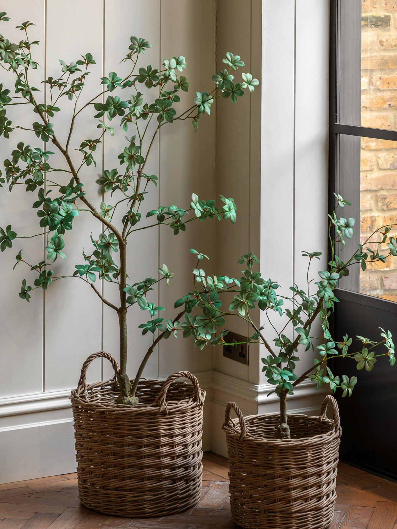 Gallery Direct Potted Rhodoleia 3ft Tree
