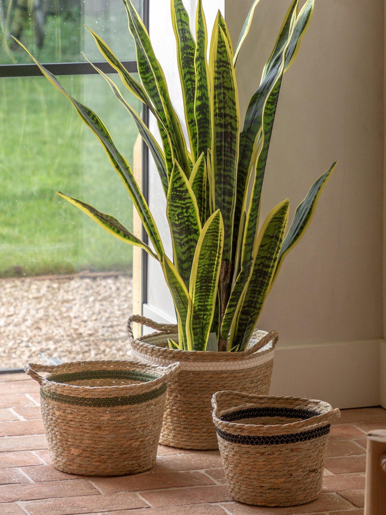 Image 1 of 5 of Gallery Direct Potted Sansevieria Plant 4ft