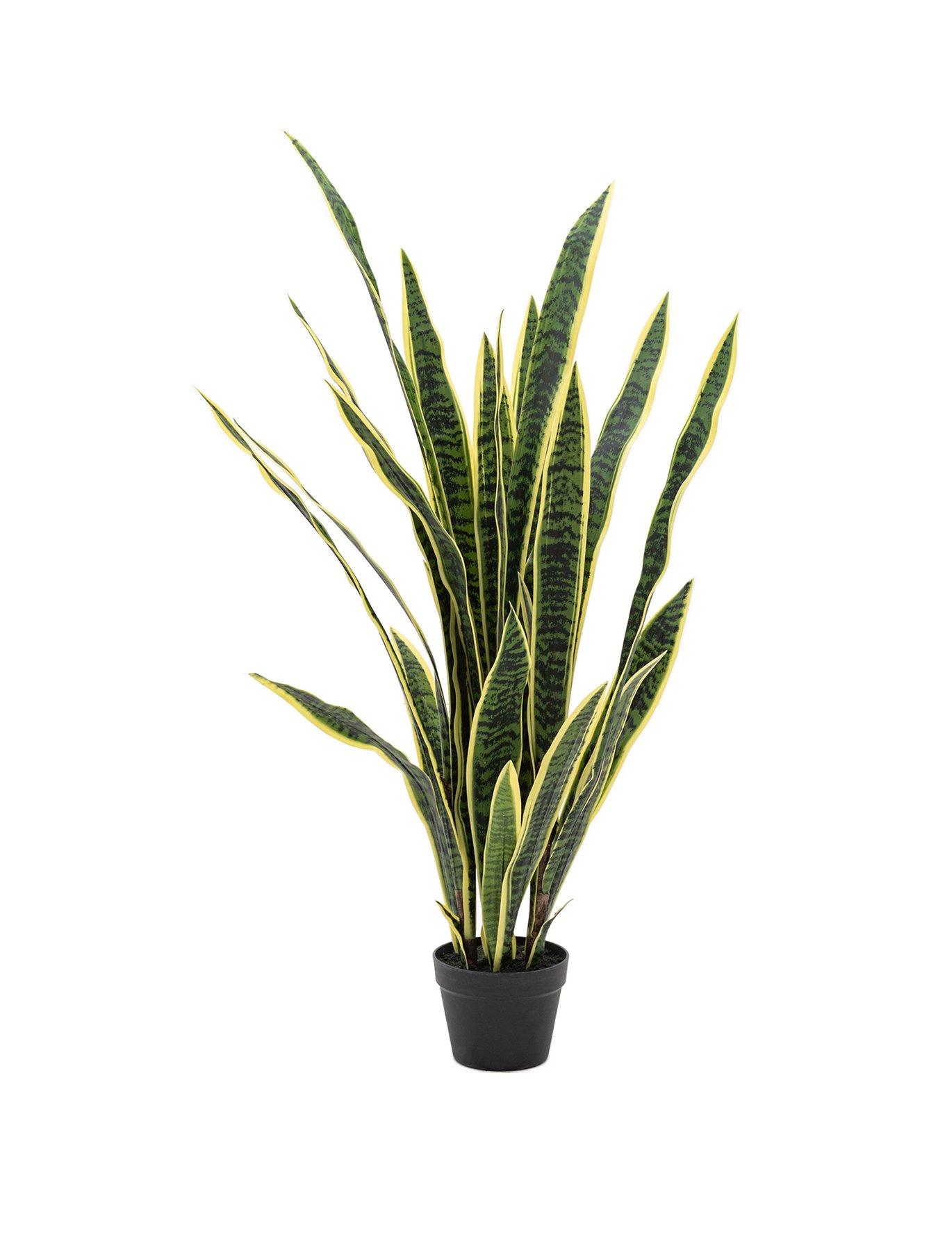 Image 2 of 5 of Gallery Direct Potted Sansevieria Plant 4ft