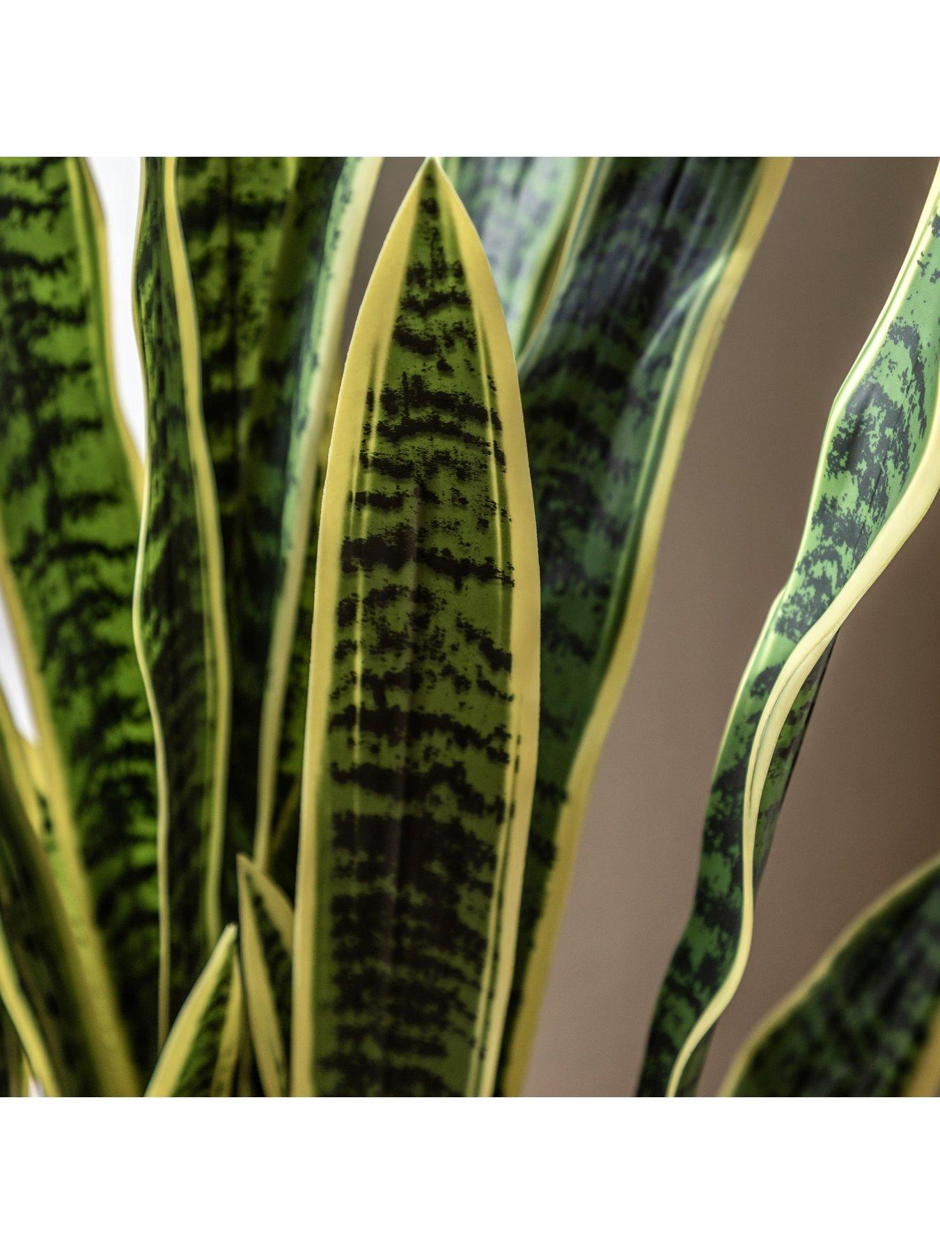 Image 3 of 5 of Gallery Direct Potted Sansevieria Plant 4ft