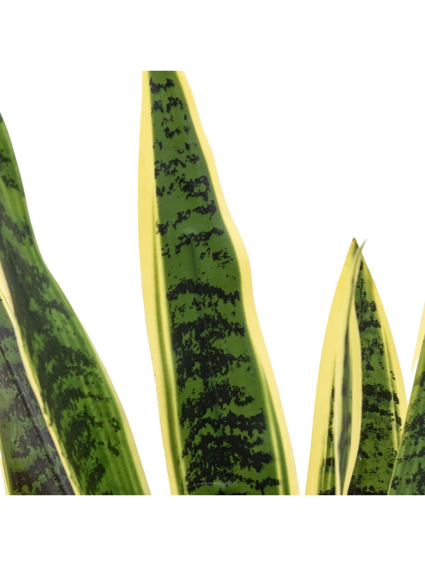 Image 4 of 5 of Gallery Direct Potted Sansevieria Plant 4ft