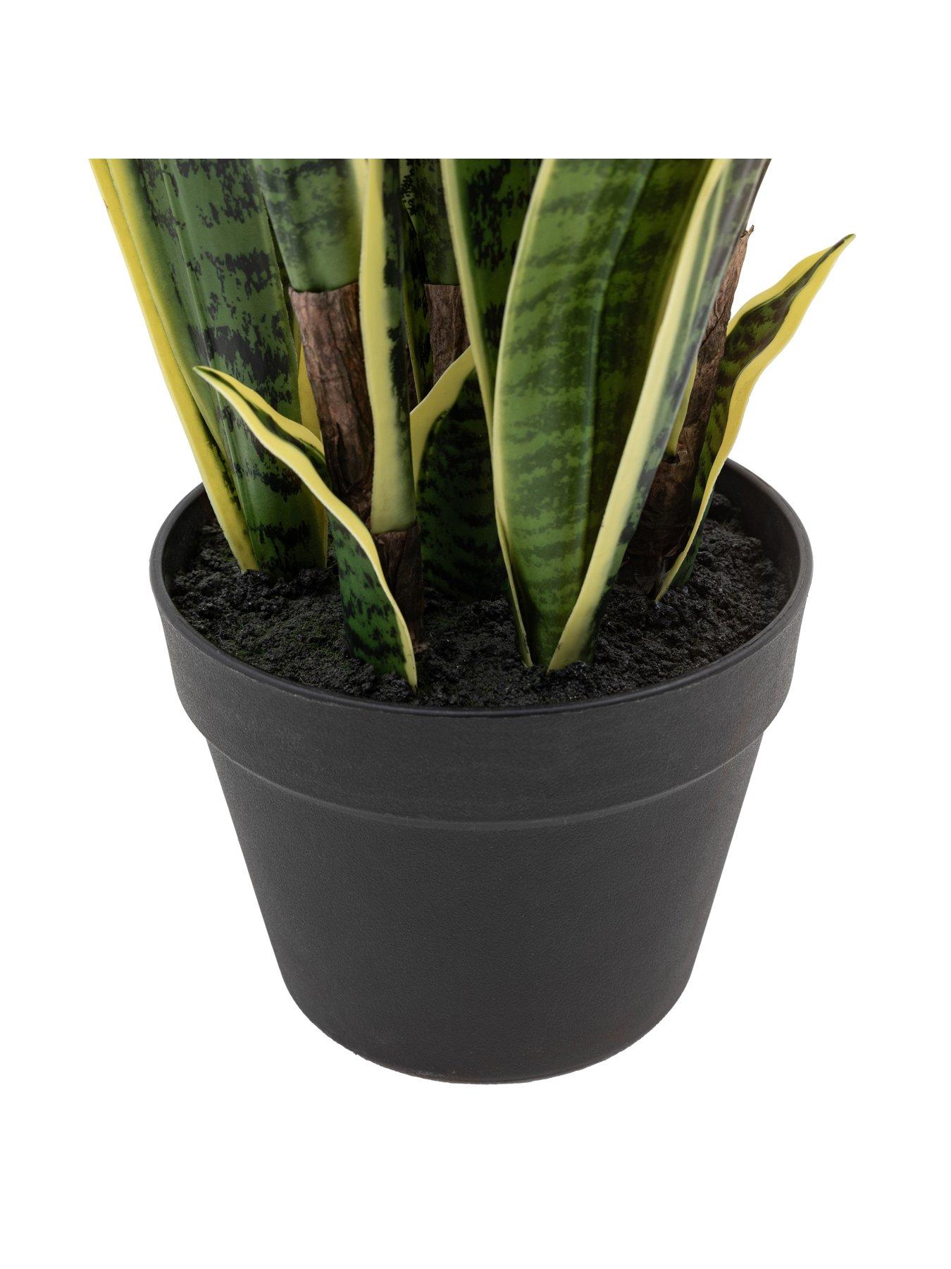 Image 5 of 5 of Gallery Direct Potted Sansevieria Plant 4ft