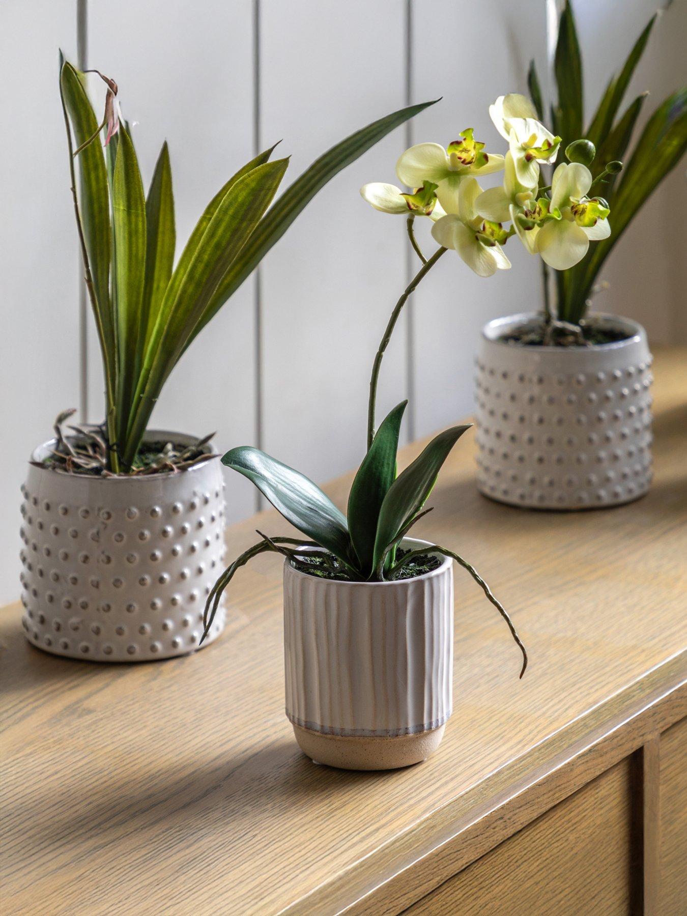 undefined Orchid Cream In Ribbed White Ceramic Pot 320mm