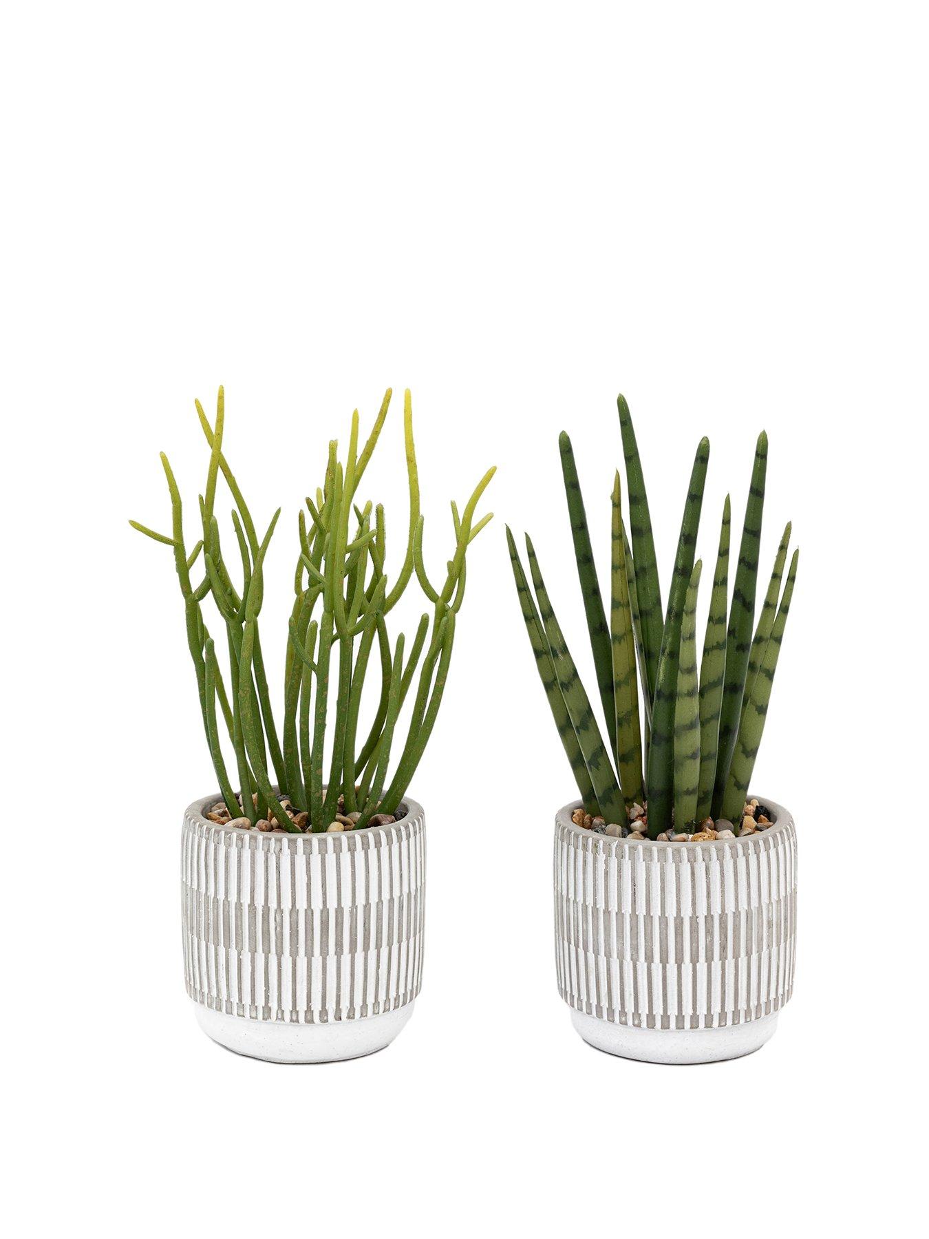 Image 2 of 5 of Gallery Direct Small Succulents Ceramic Pots Set Of 2