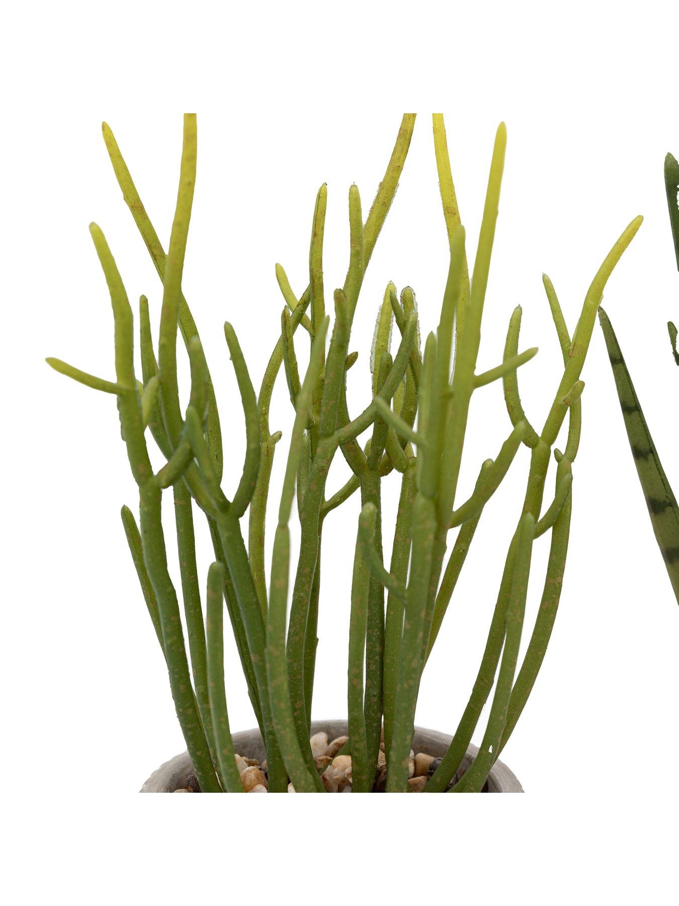 Image 4 of 5 of Gallery Direct Small Succulents Ceramic Pots Set Of 2
