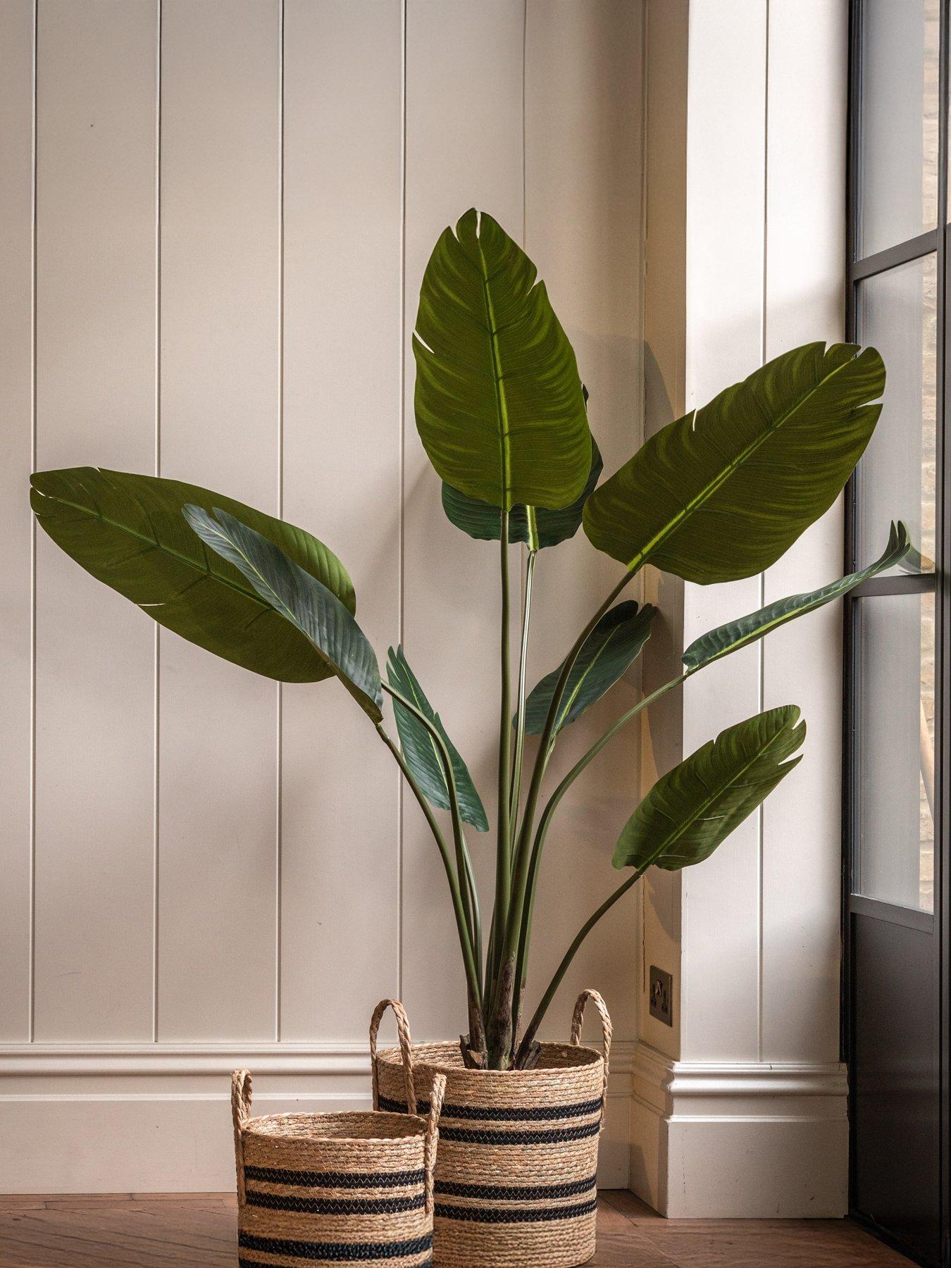 Image 1 of 5 of Gallery Direct Potted Travellers Palm Tree 4ft