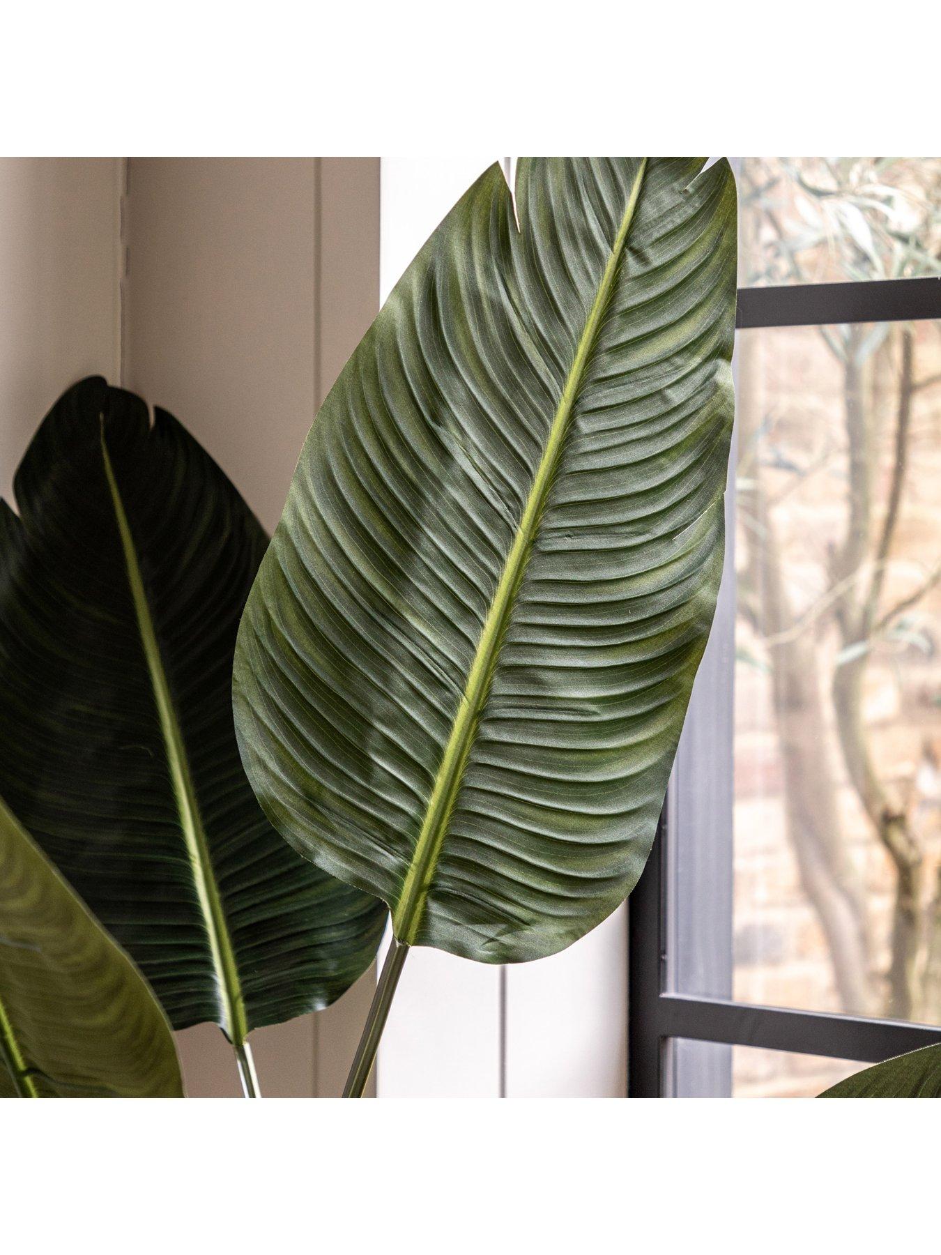 Image 3 of 5 of Gallery Direct Potted Travellers Palm Tree 4ft