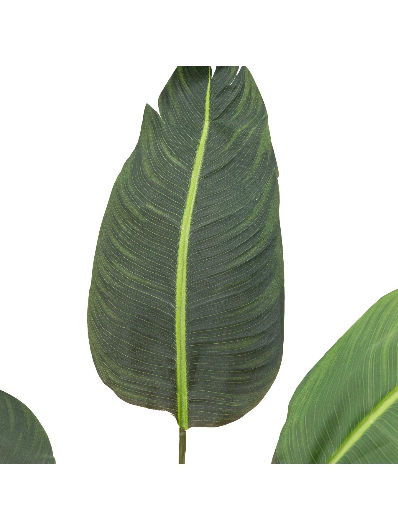 Image 4 of 5 of Gallery Direct Potted Travellers Palm Tree 4ft