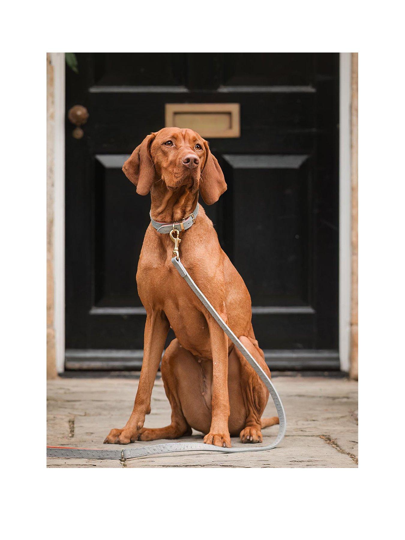 lords-and-labradors-ostrich-leather-collar-grey