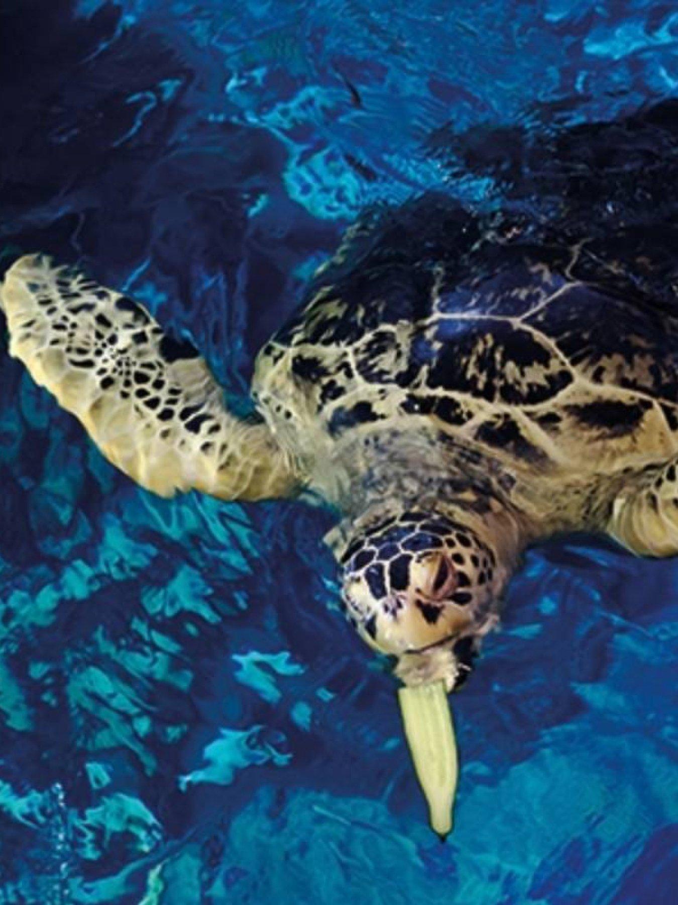 Image 2 of 4 of Virgin Experience Days Turtle Feeding and Entry for Two at SEA LIFE Blackpool