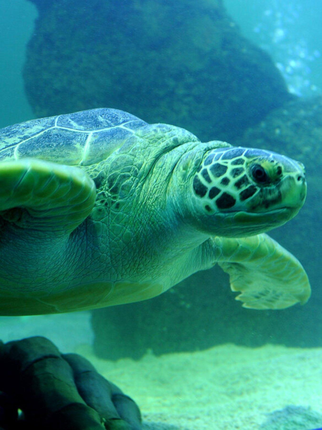 Image 3 of 4 of Virgin Experience Days Turtle Feeding and Entry for Two at SEA LIFE Blackpool