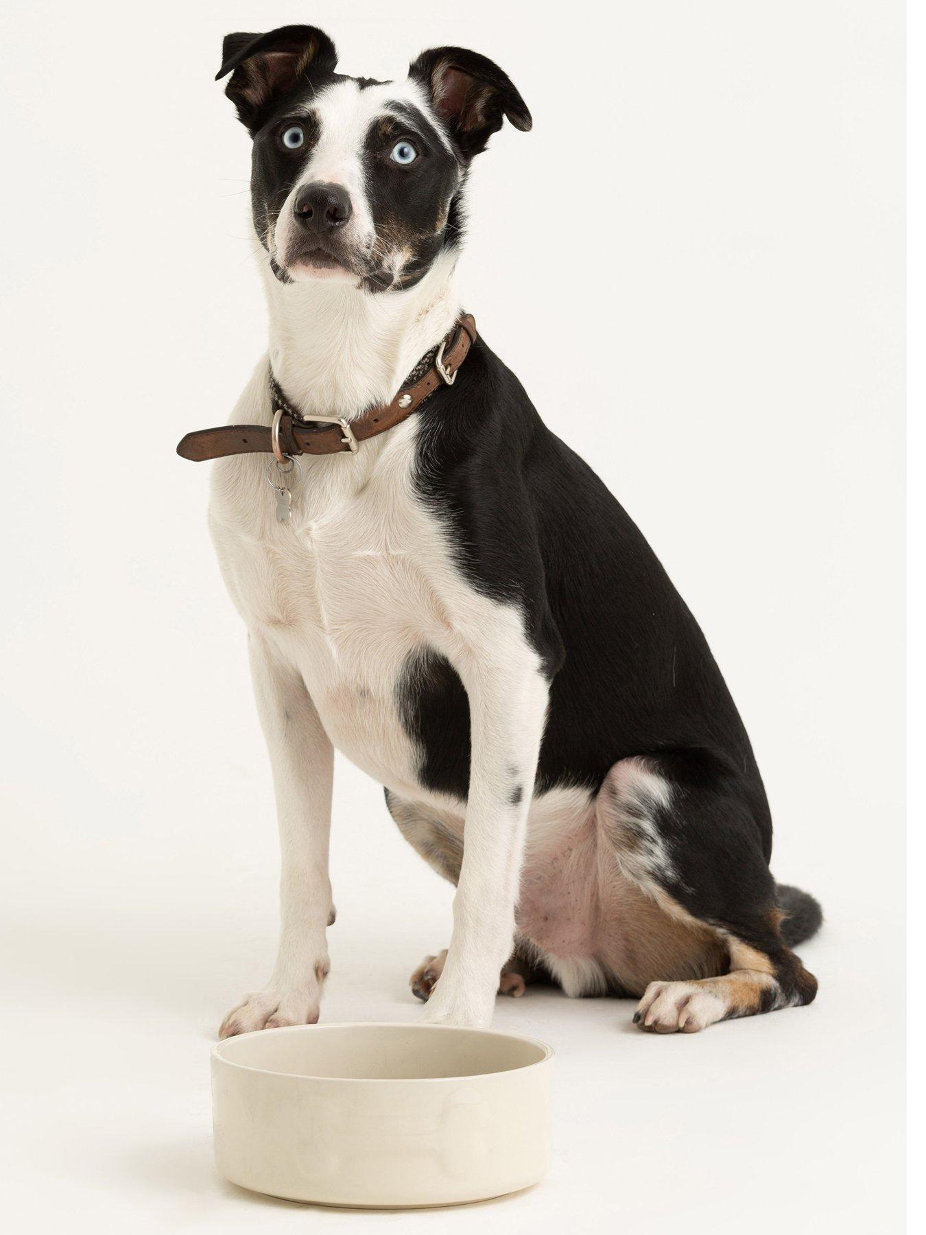 undefined Colour Mix Set Of 2 Dog Bowls Cream