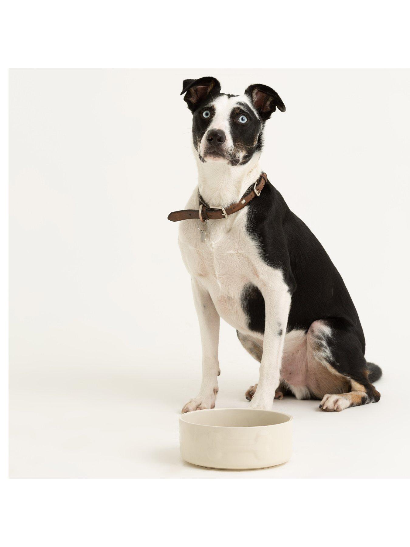 Mason Cash Colour Mix Set Of 2 Dog Bowls Cream