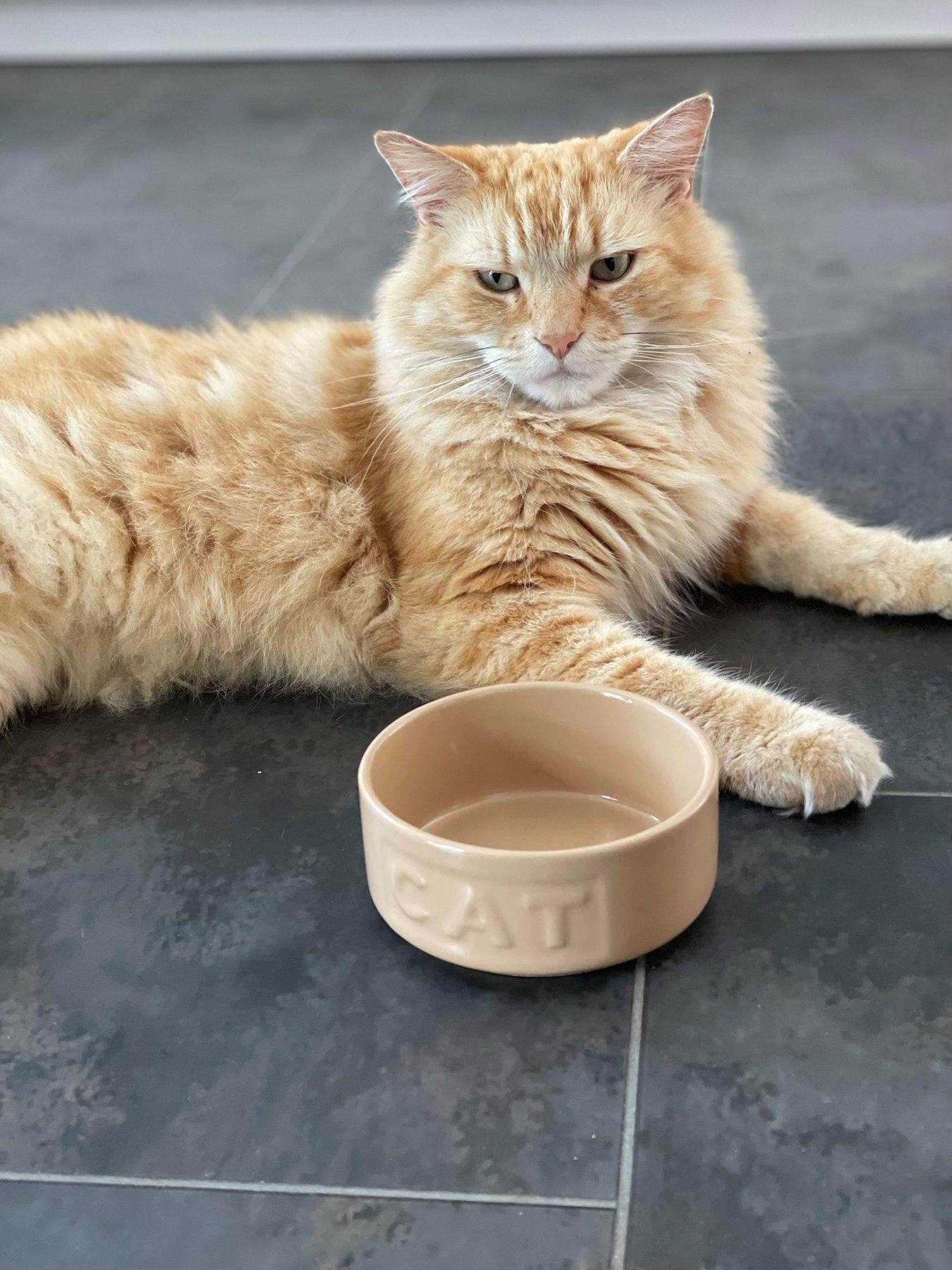 undefined Cane Lettered Cat Bowl 13cm
