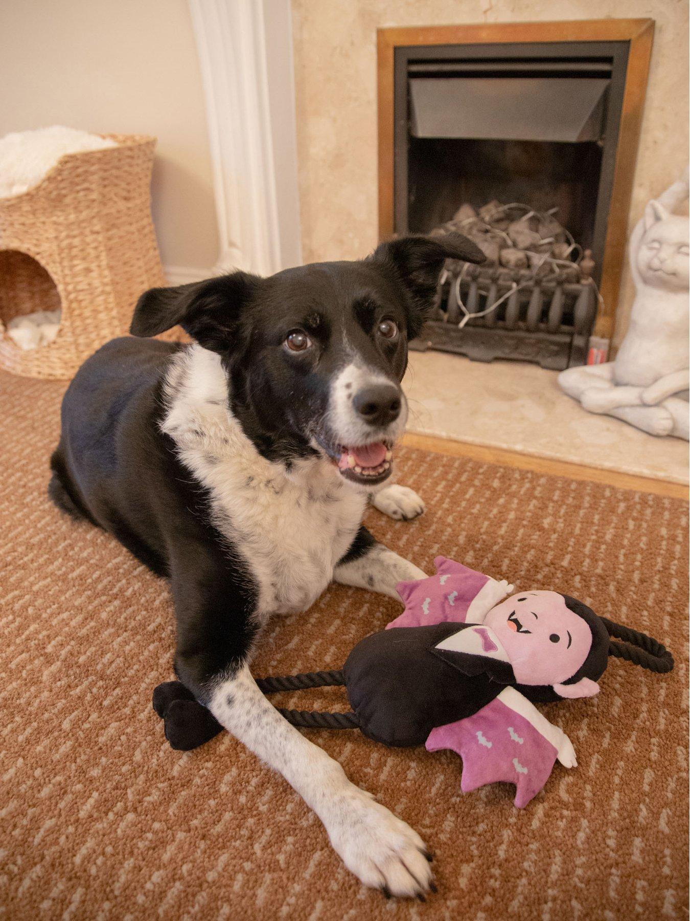 Image 4 of 6 of Rosewood Halloween Dog Gift Myrtle Monster &amp; Victor Van Vampire Toy Bundle