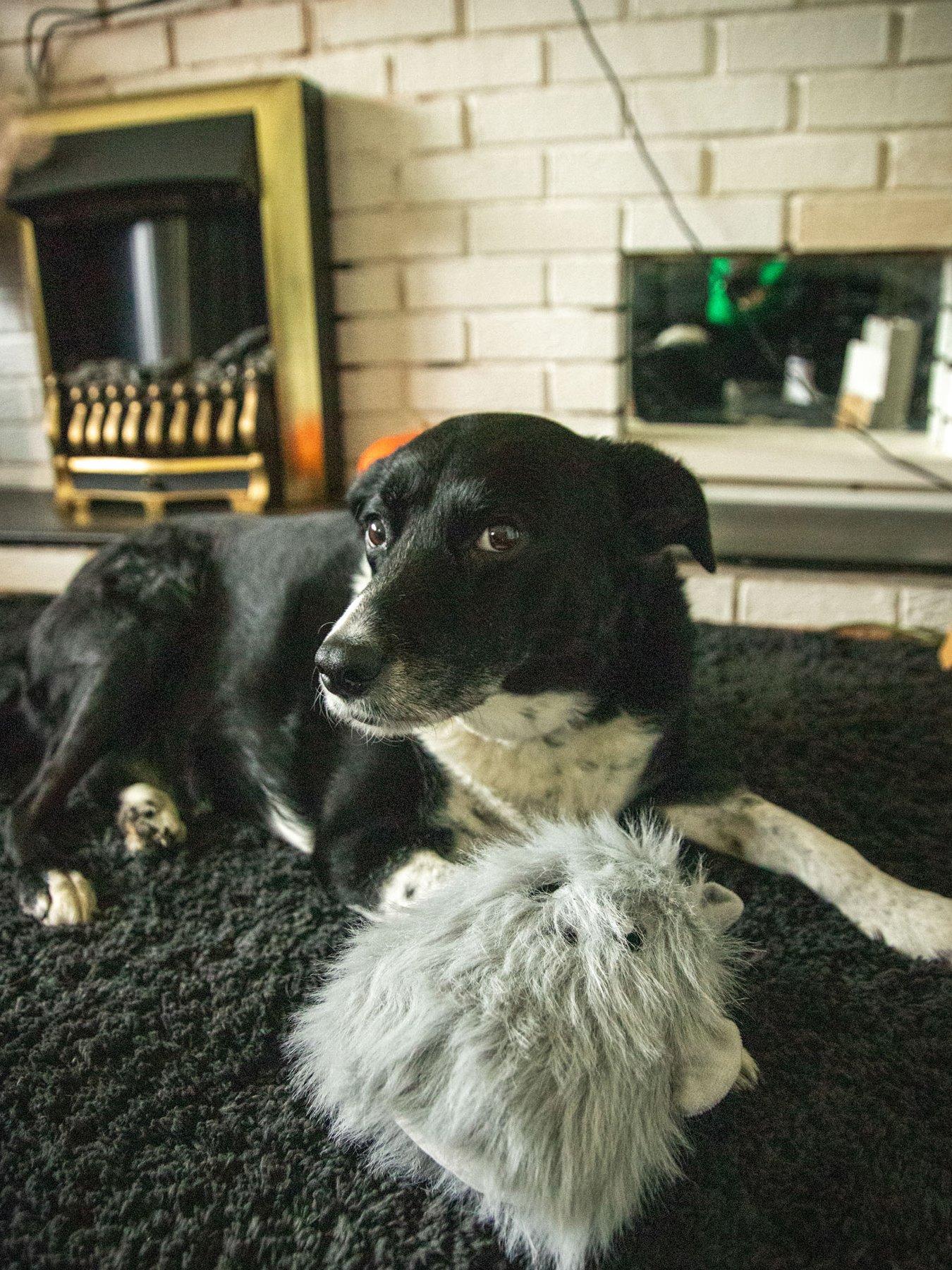 Image 5 of 6 of Rosewood Halloween Dog Gift Myrtle Monster &amp; Victor Van Vampire Toy Bundle