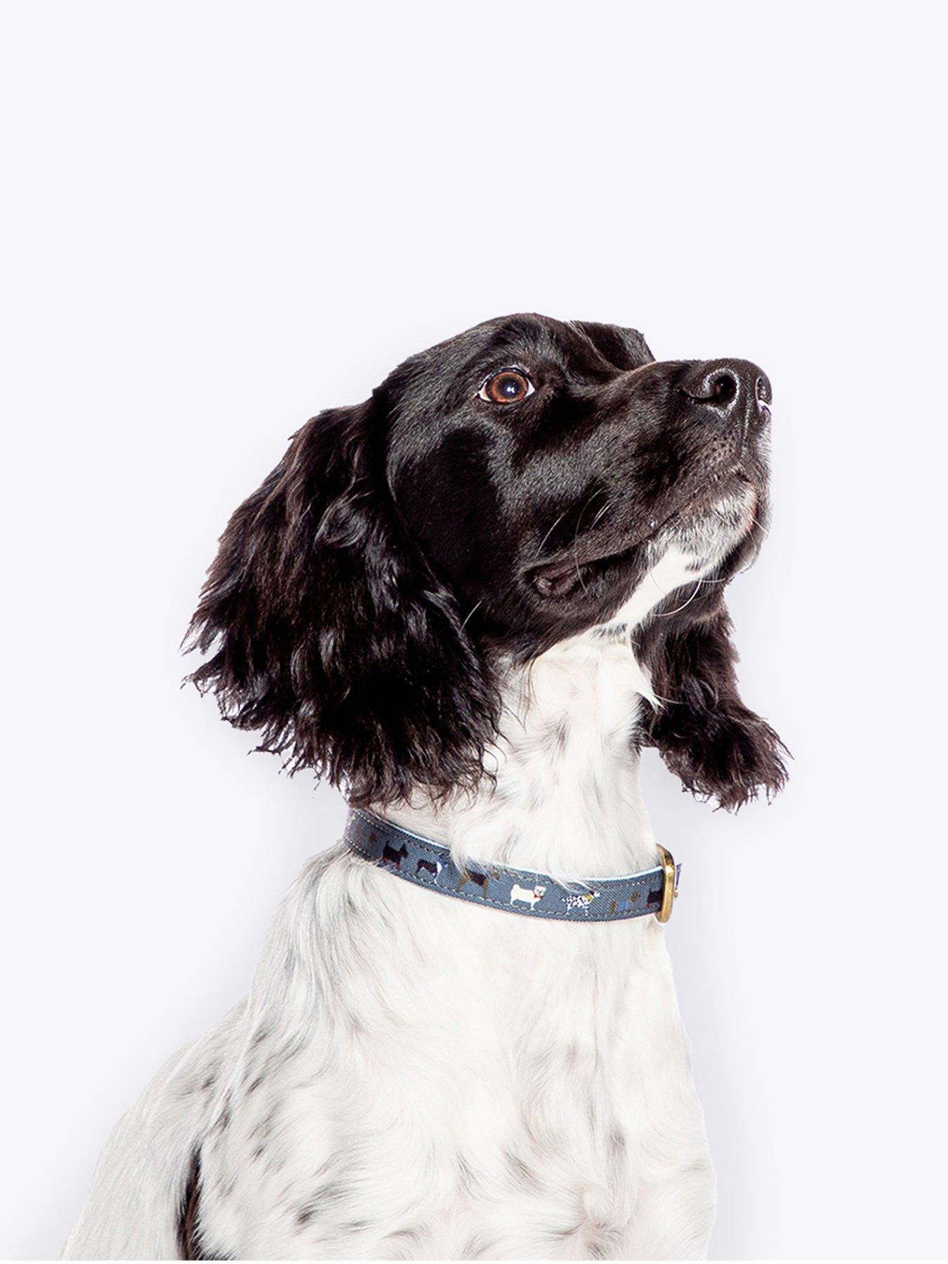 undefined Marching Dogs Collar Small 1.5cm