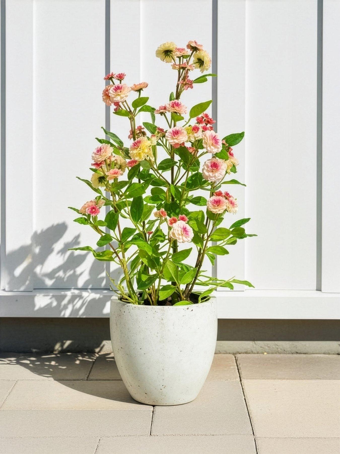 Image 1 of 5 of The Very Collection 56cm Camellia In Pot - Peach