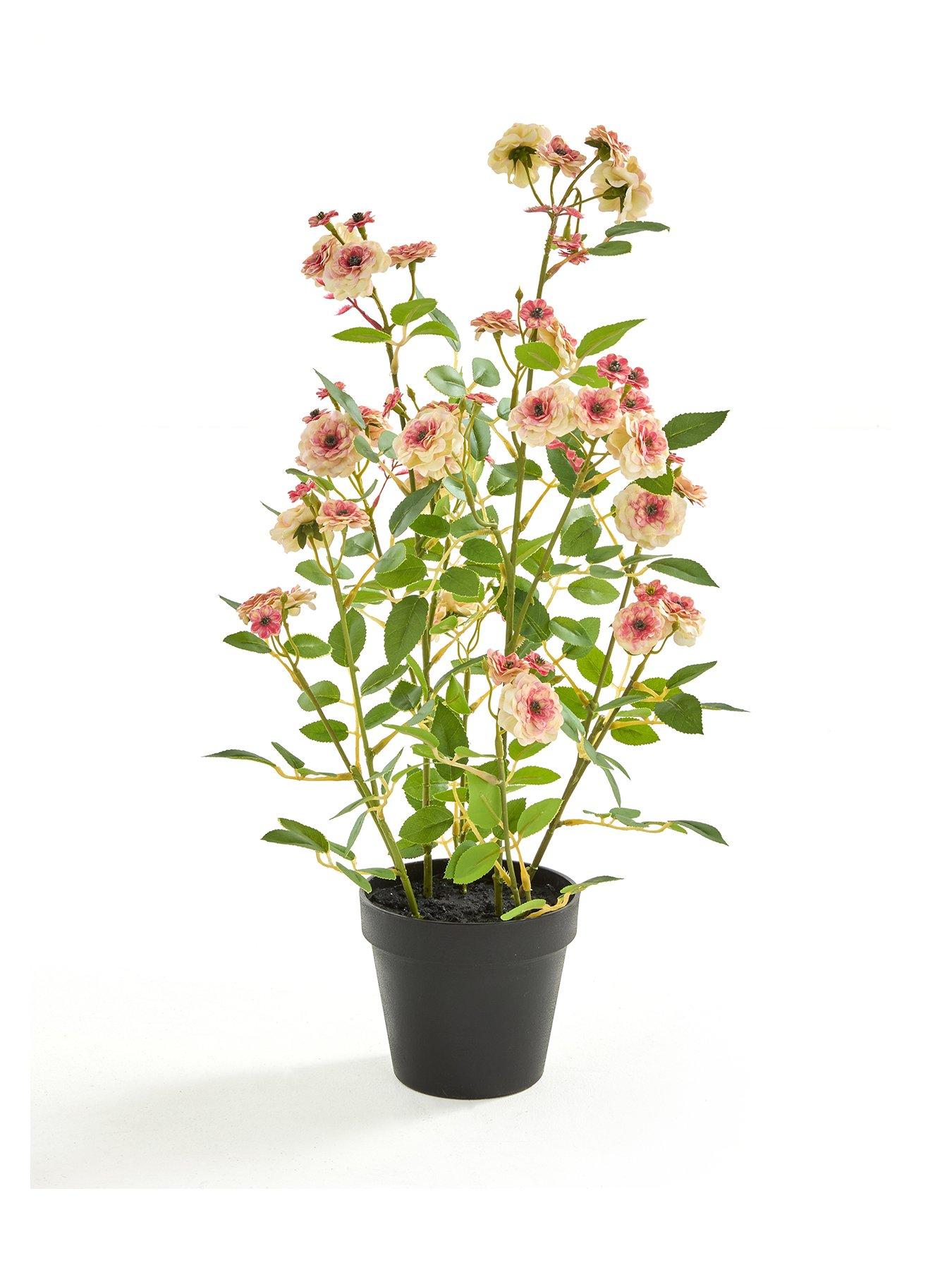 Image 2 of 5 of The Very Collection 56cm Camellia In Pot - Peach