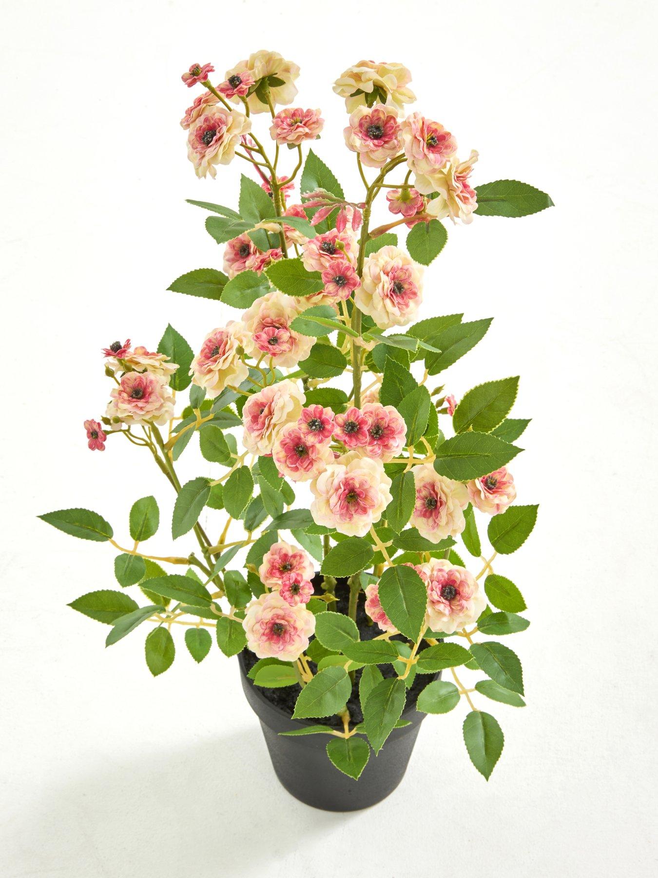 Image 3 of 5 of The Very Collection 56cm Camellia In Pot - Peach
