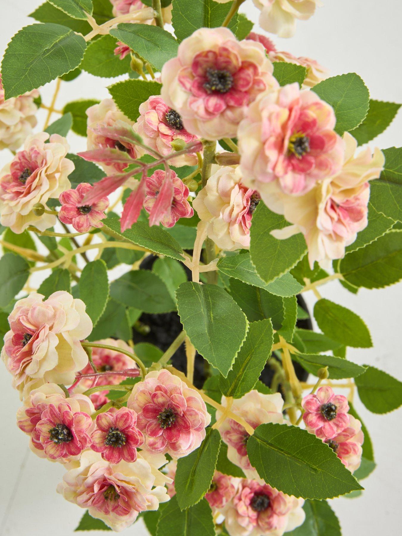 Image 4 of 5 of The Very Collection 56cm Camellia In Pot - Peach