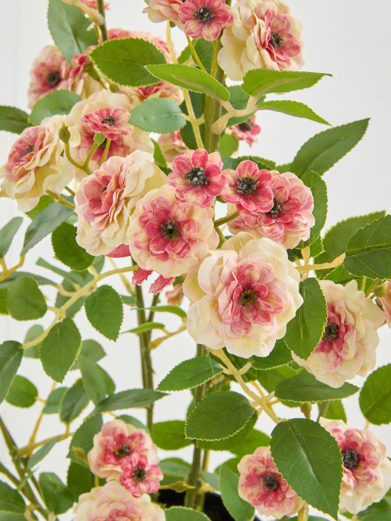 Image 5 of 5 of The Very Collection 56cm Camellia In Pot - Peach