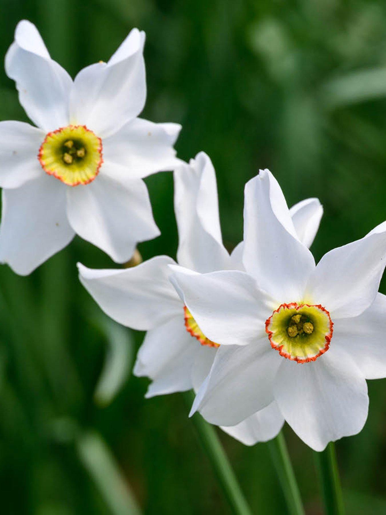  image of you-garden-narcissus-pheasant-eye-30-bulbs