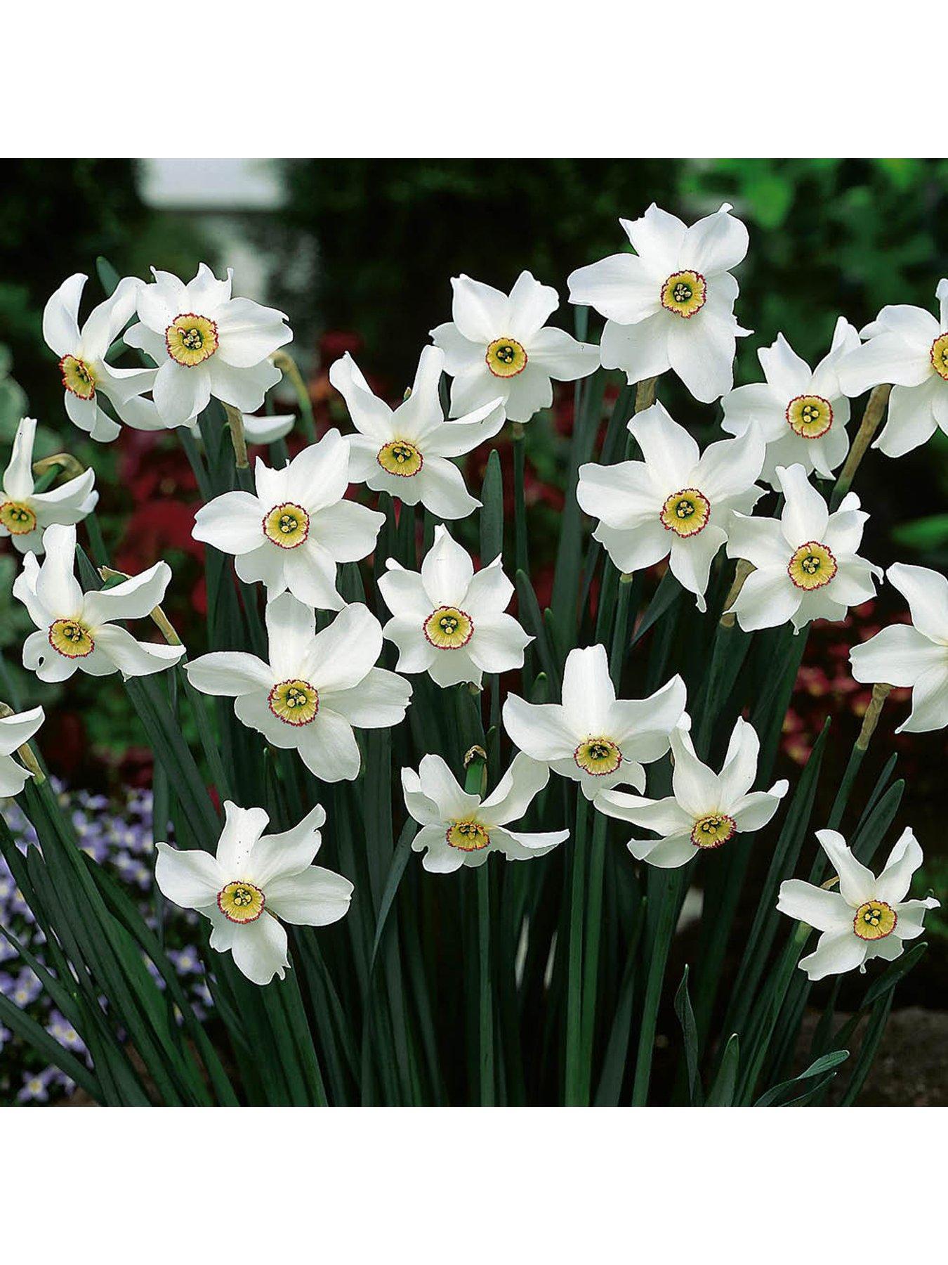  image of you-garden-narcissus-pheasant-eye-30-bulbs
