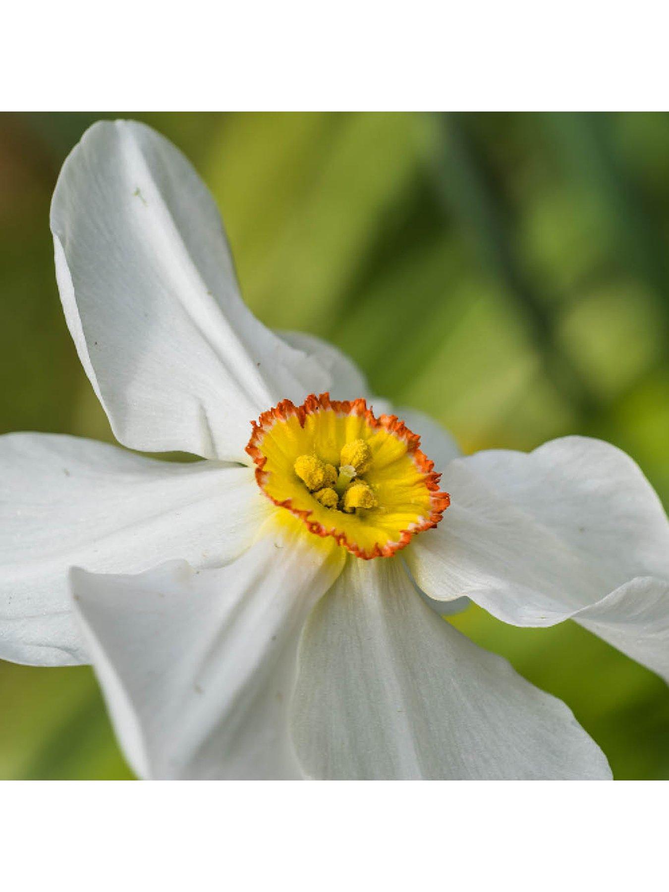  image of you-garden-narcissus-pheasant-eye-30-bulbs