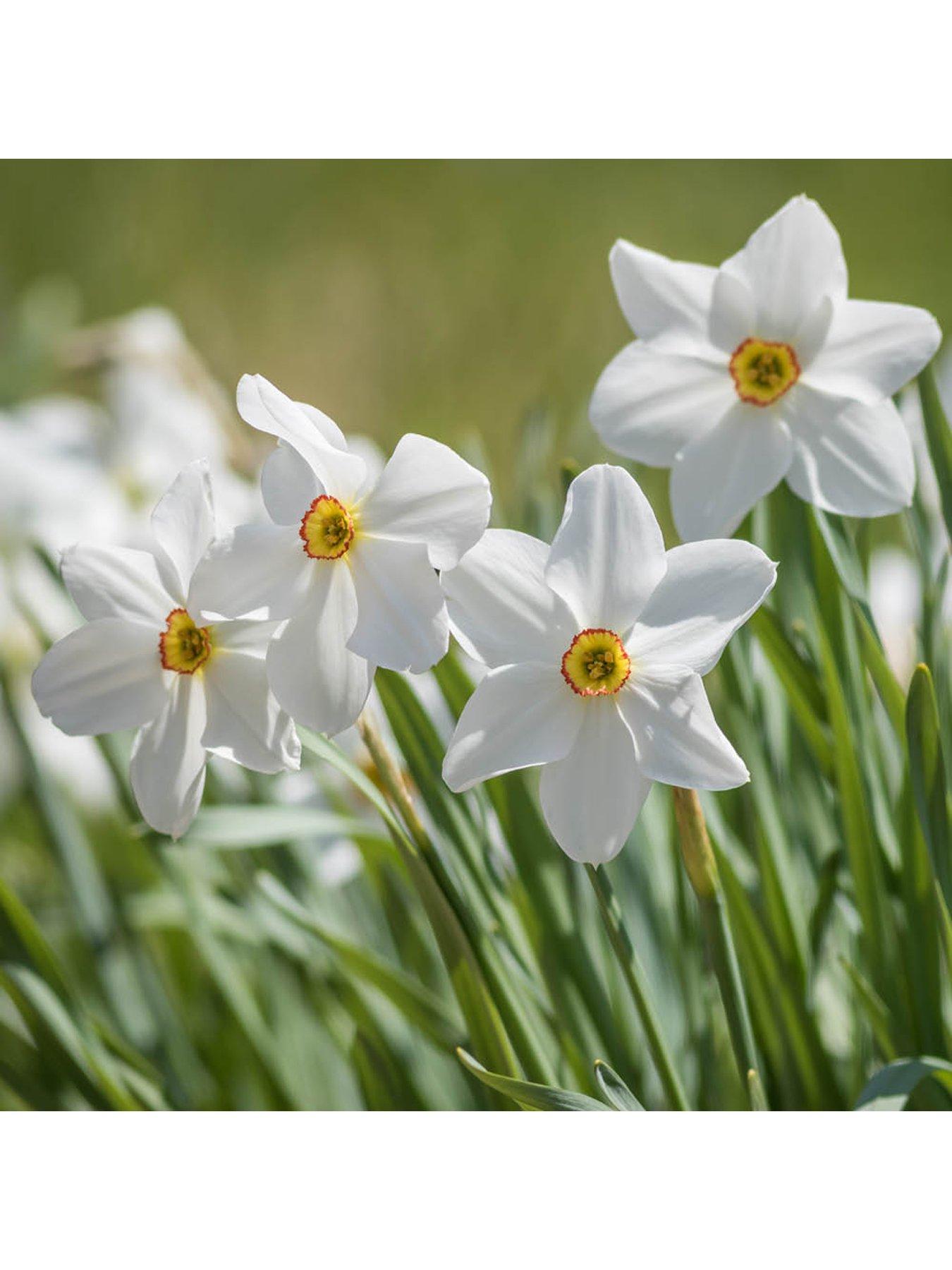  image of you-garden-narcissus-pheasant-eye-30-bulbs