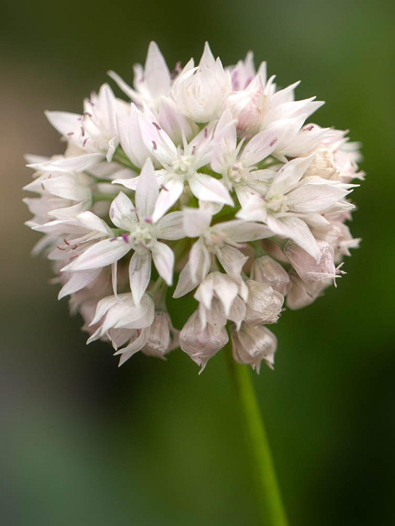 You Garden Allium Graceful Beauty (50 Bulbs)