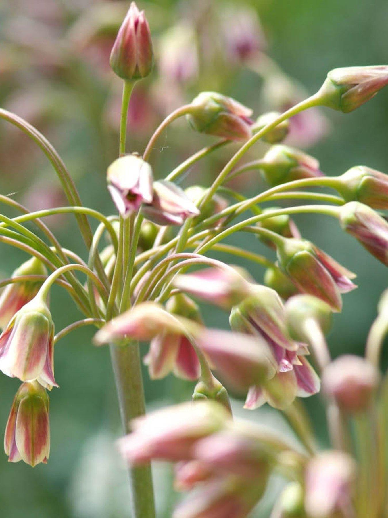  image of you-garden-sicilian-honey-garlic-allium-siculum-30-bulbs