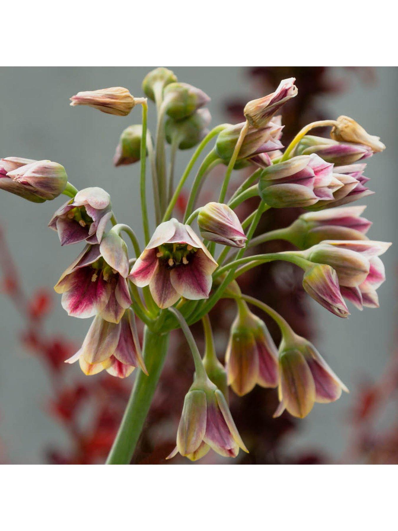  image of you-garden-sicilian-honey-garlic-allium-siculum-30-bulbs