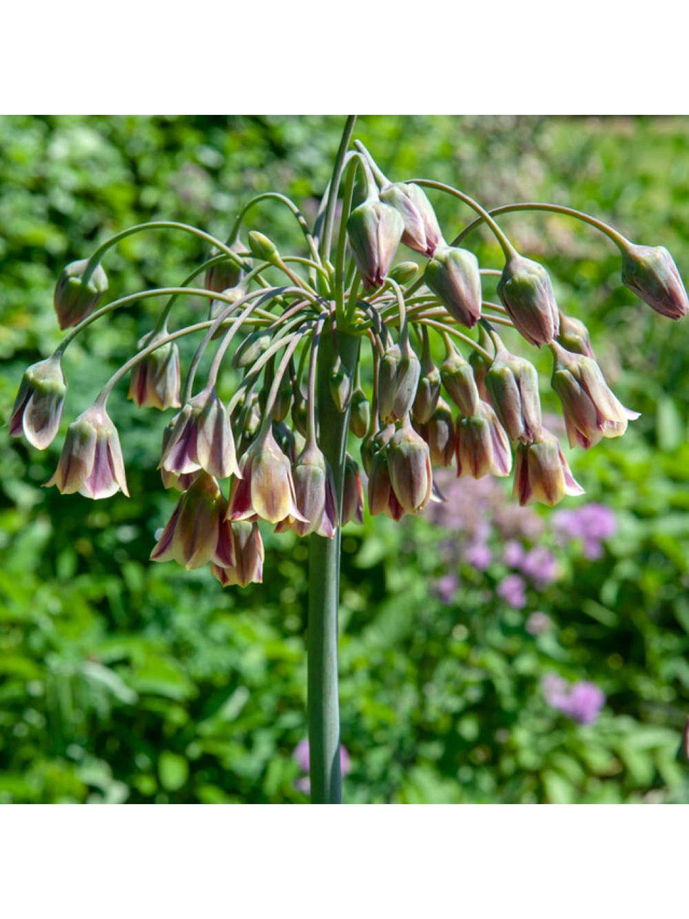  image of you-garden-sicilian-honey-garlic-allium-siculum-30-bulbs