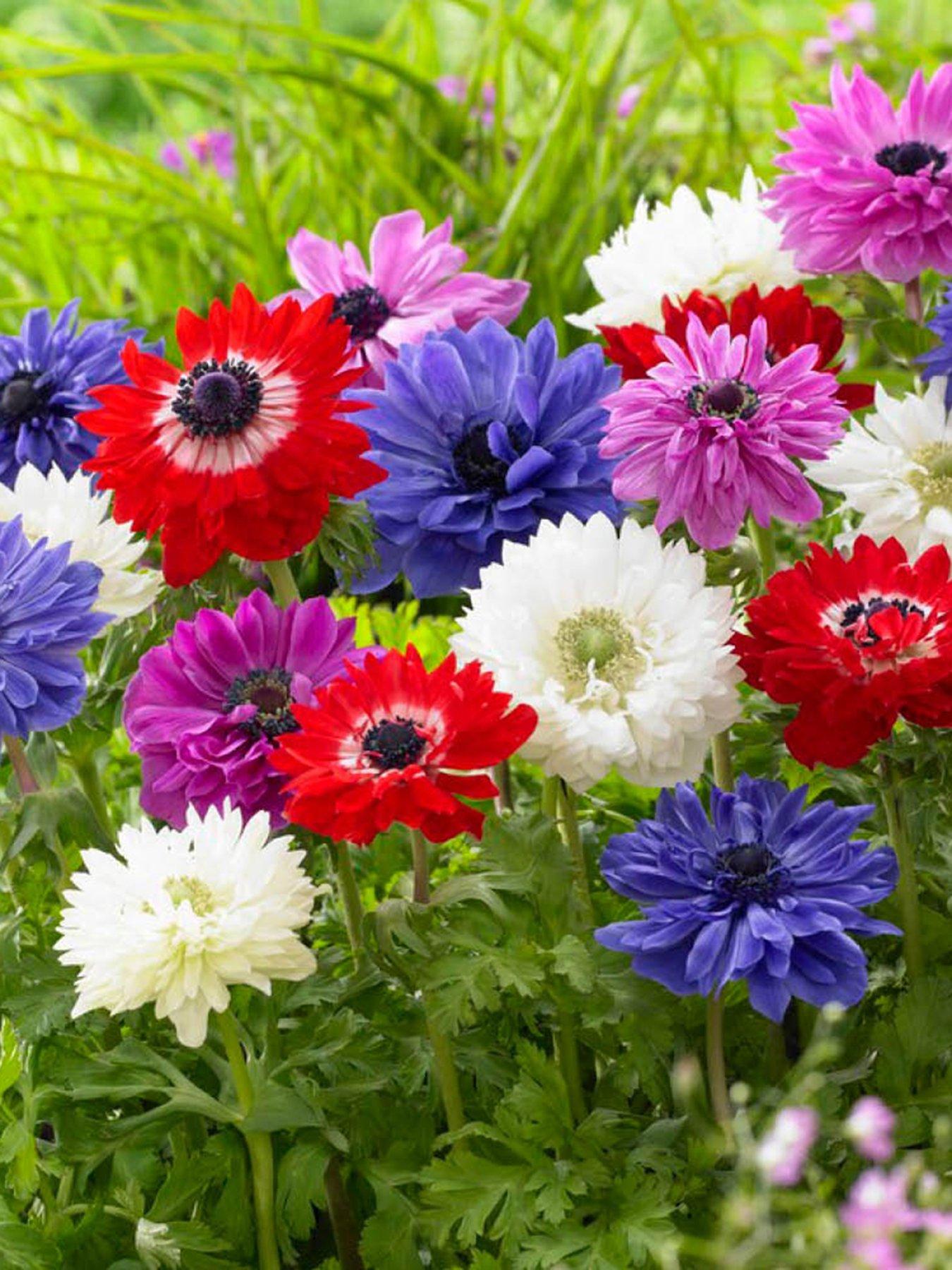  image of you-garden-anemone-st-brigid-50-bulbs