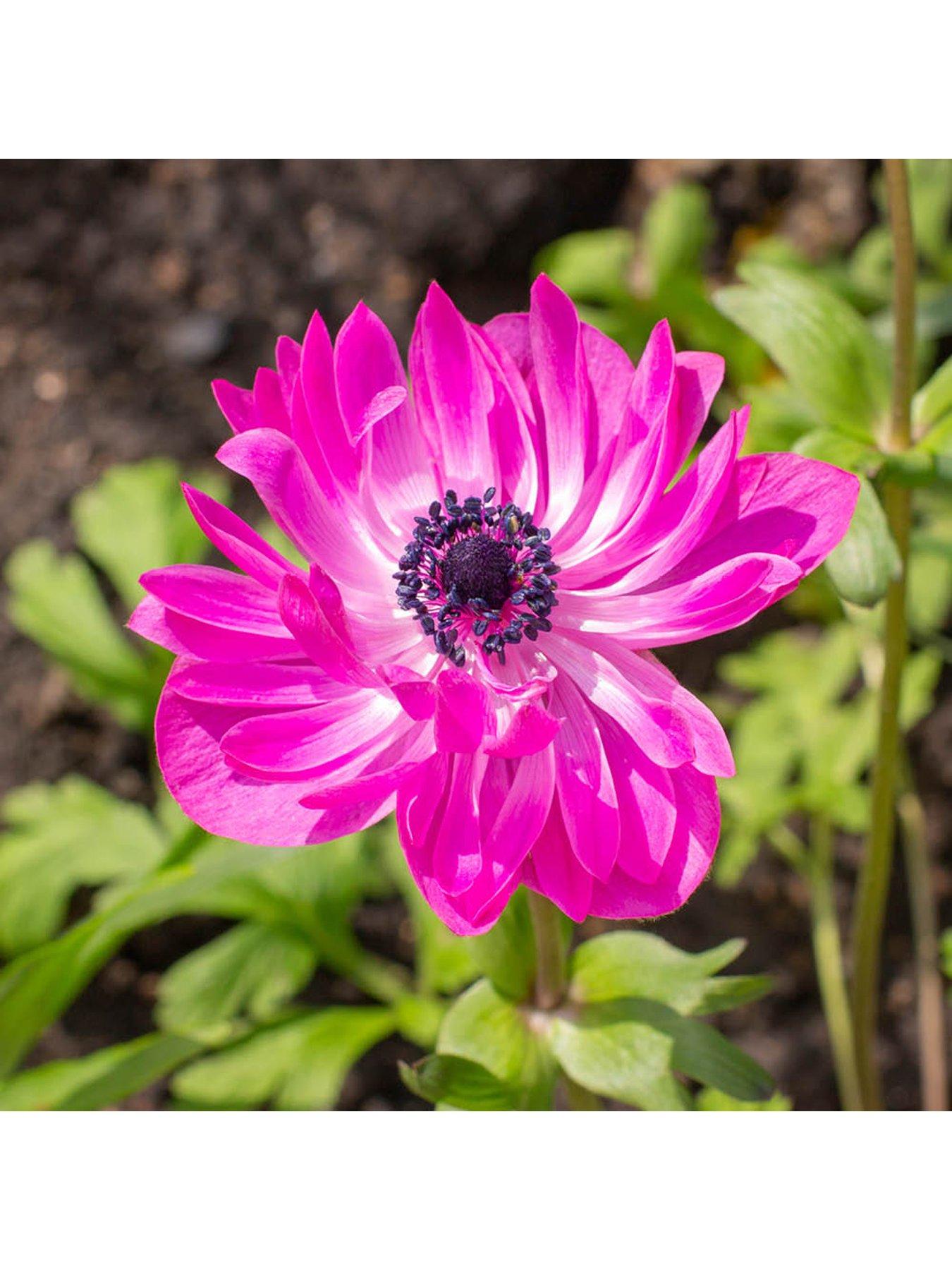  image of you-garden-anemone-st-brigid-50-bulbs
