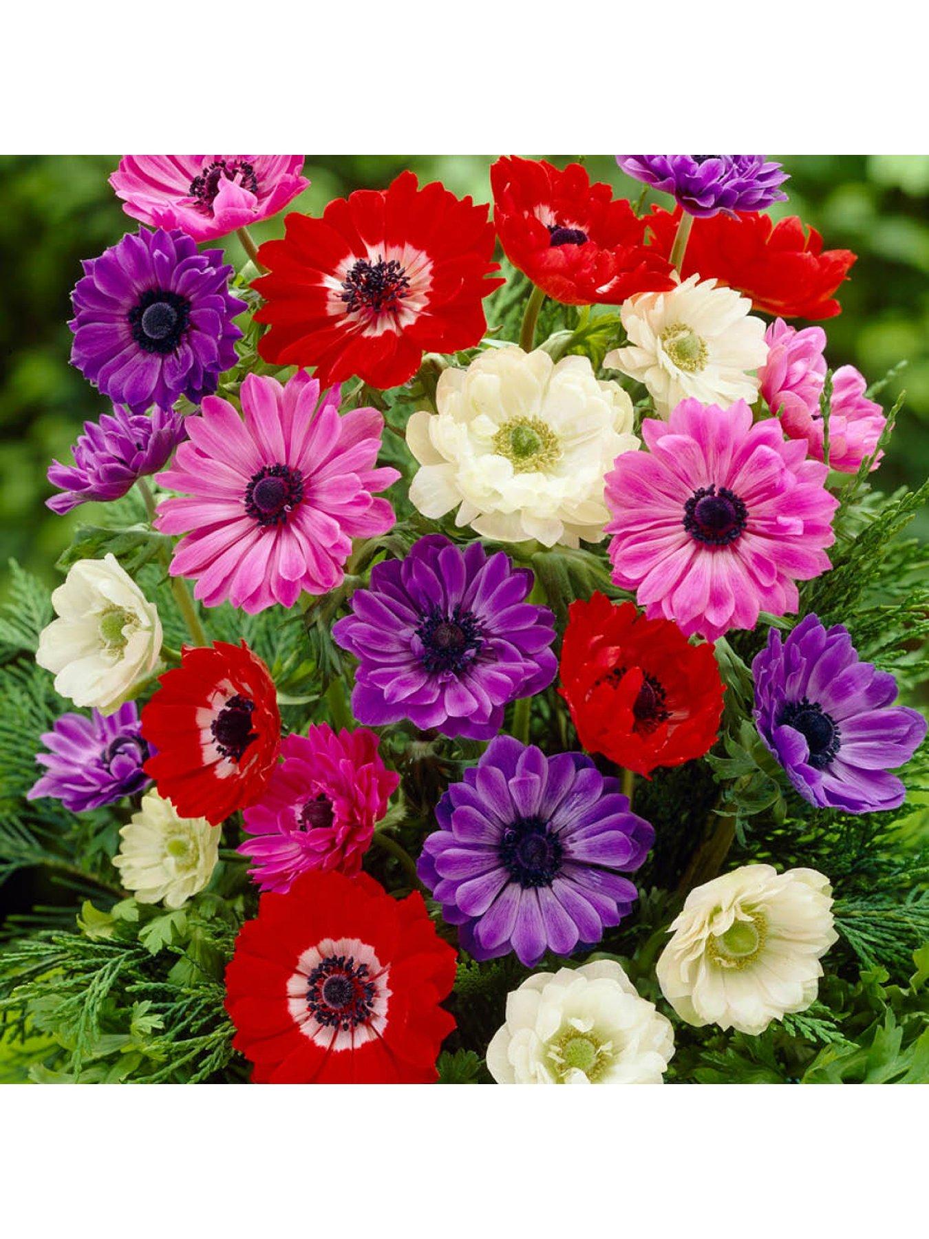  image of you-garden-anemone-st-brigid-50-bulbs