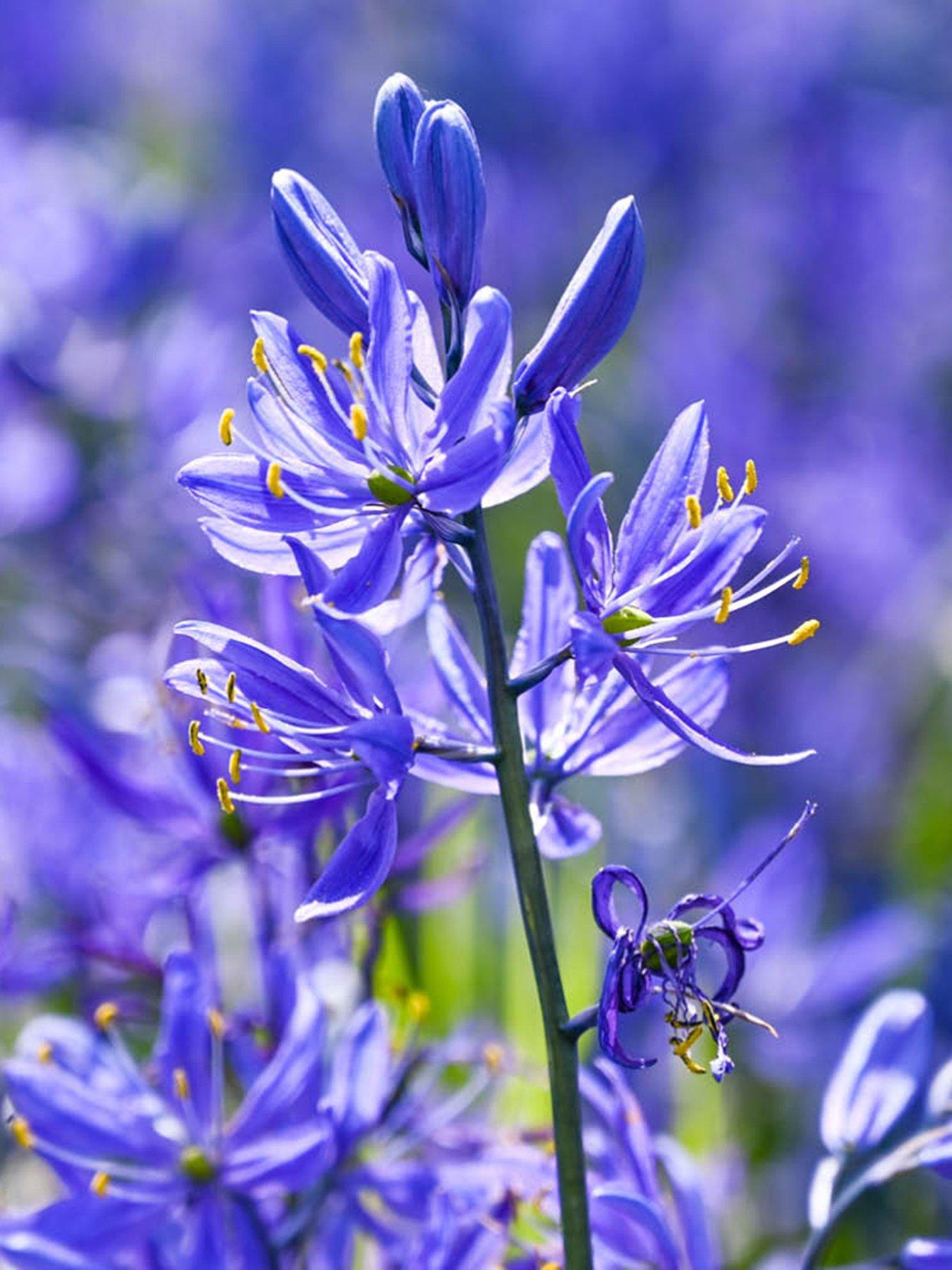  image of you-garden-camassia-quamash-50-bulbs