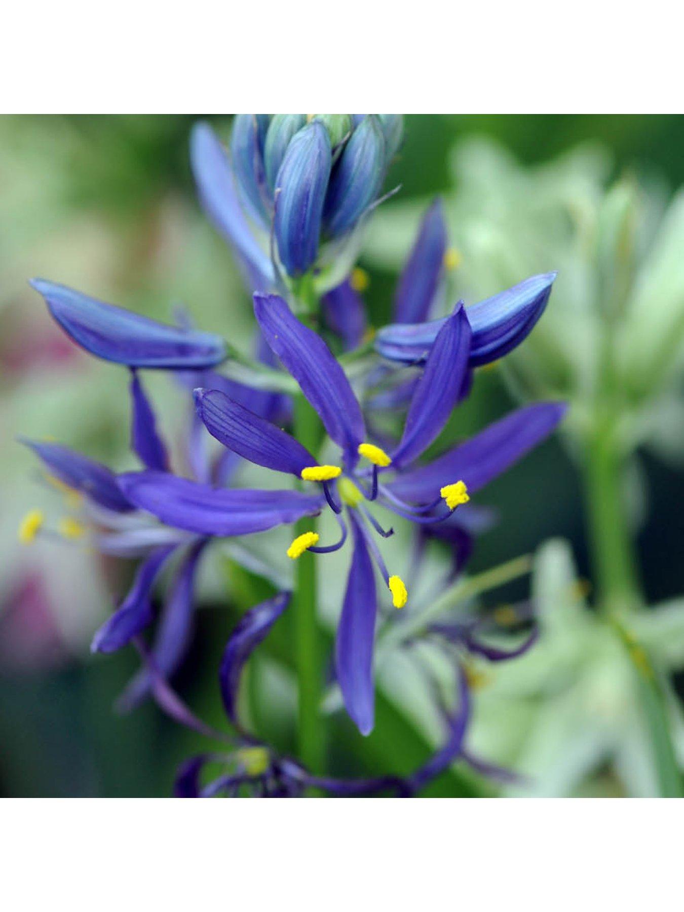  image of you-garden-camassia-quamash-50-bulbs