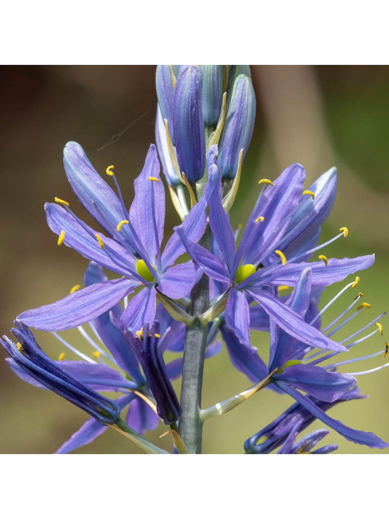  image of you-garden-camassia-quamash-50-bulbs
