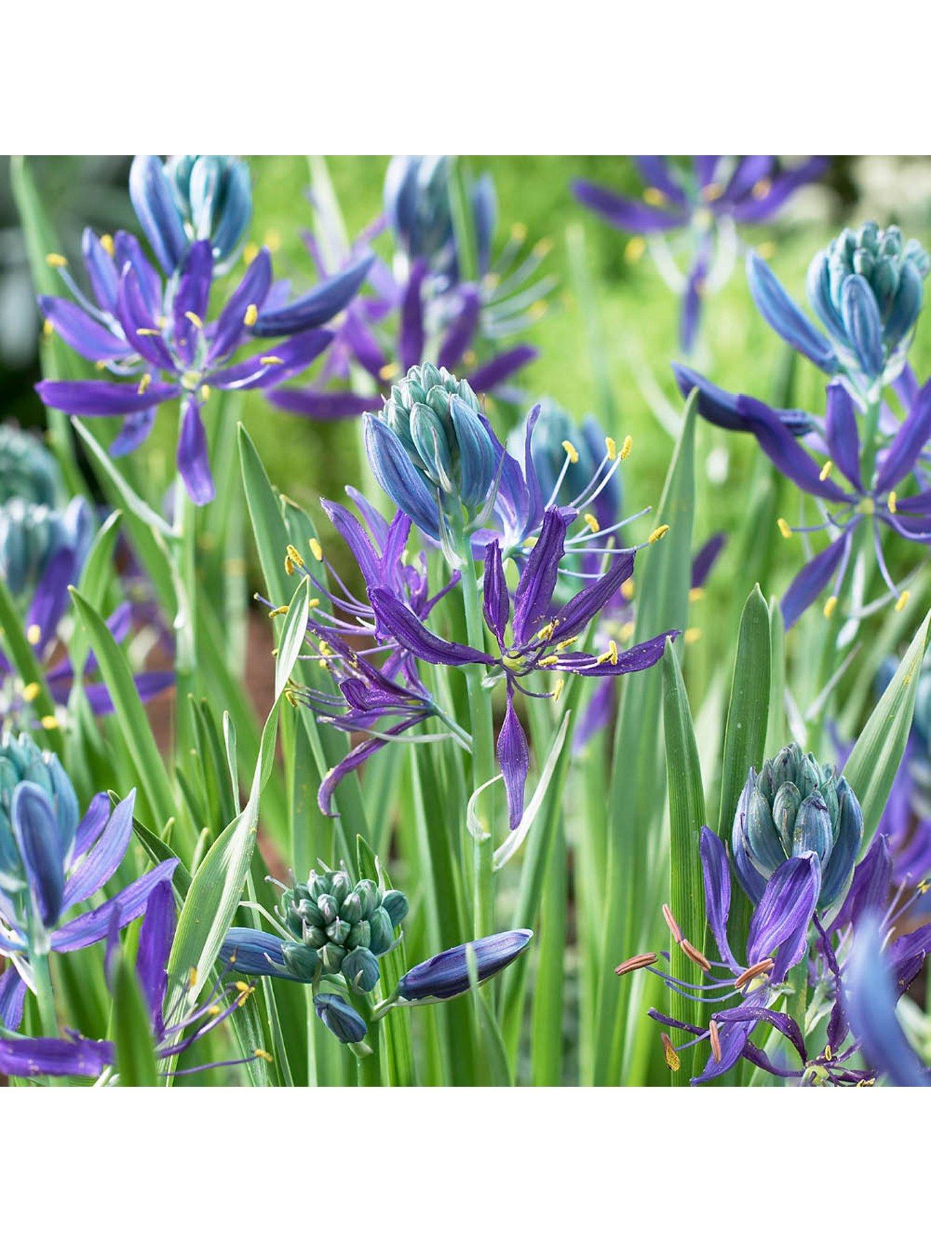  image of you-garden-camassia-quamash-50-bulbs