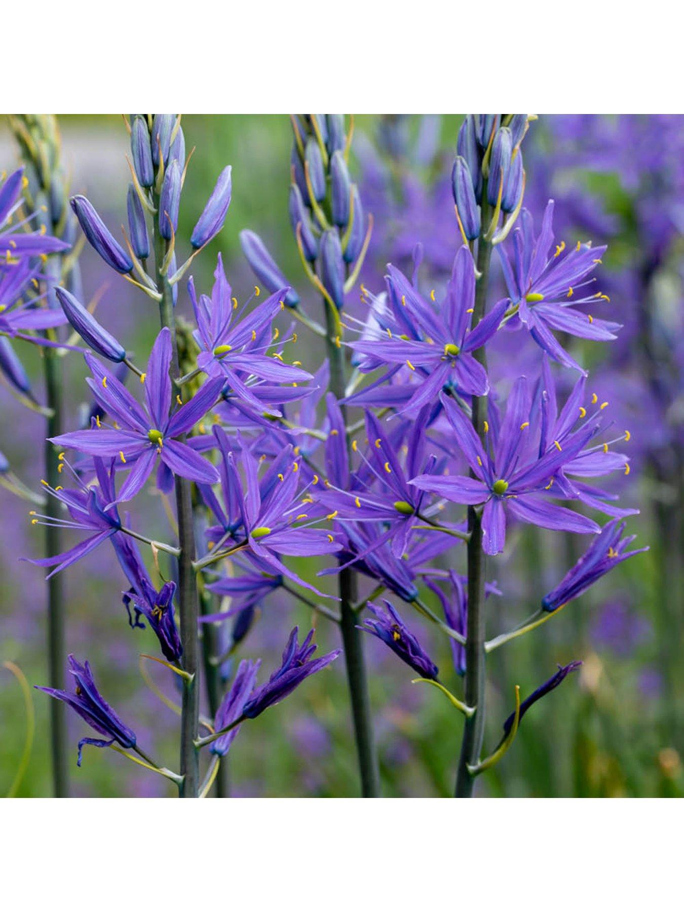  image of you-garden-camassia-quamash-50-bulbs