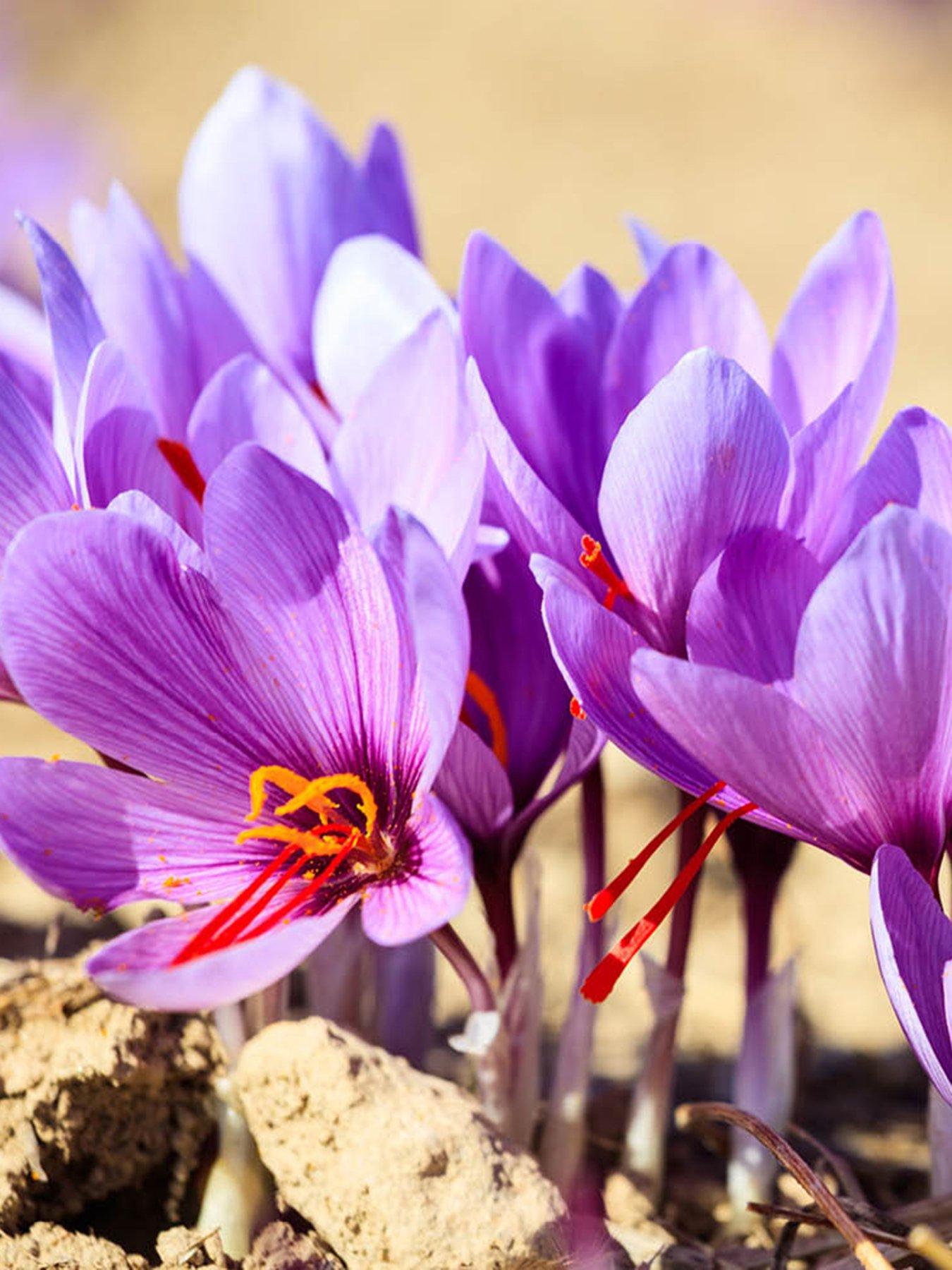 You Garden Crocus sativus (40 Bulbs)