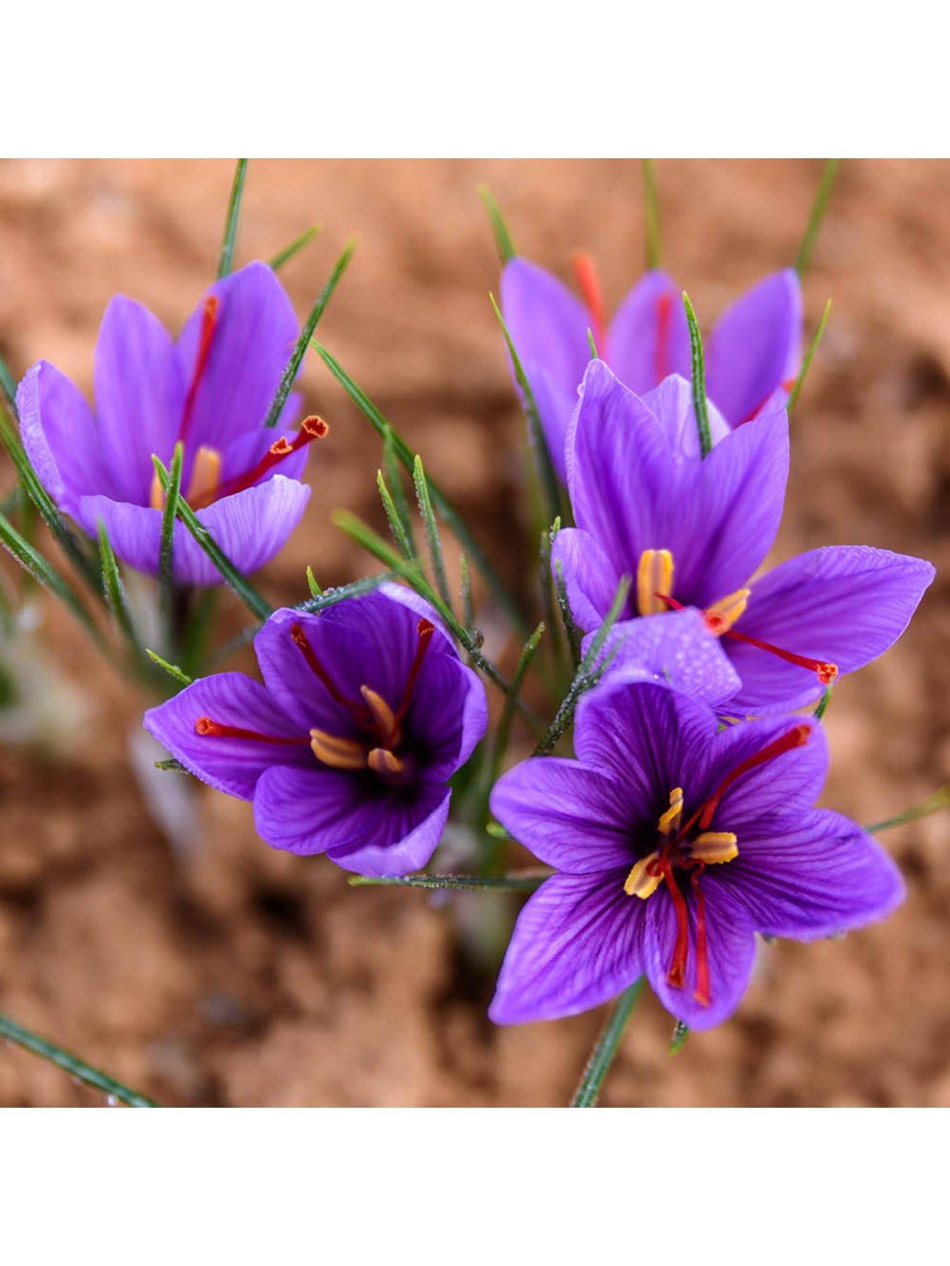  image of you-garden-crocus-sativus-40-bulbs